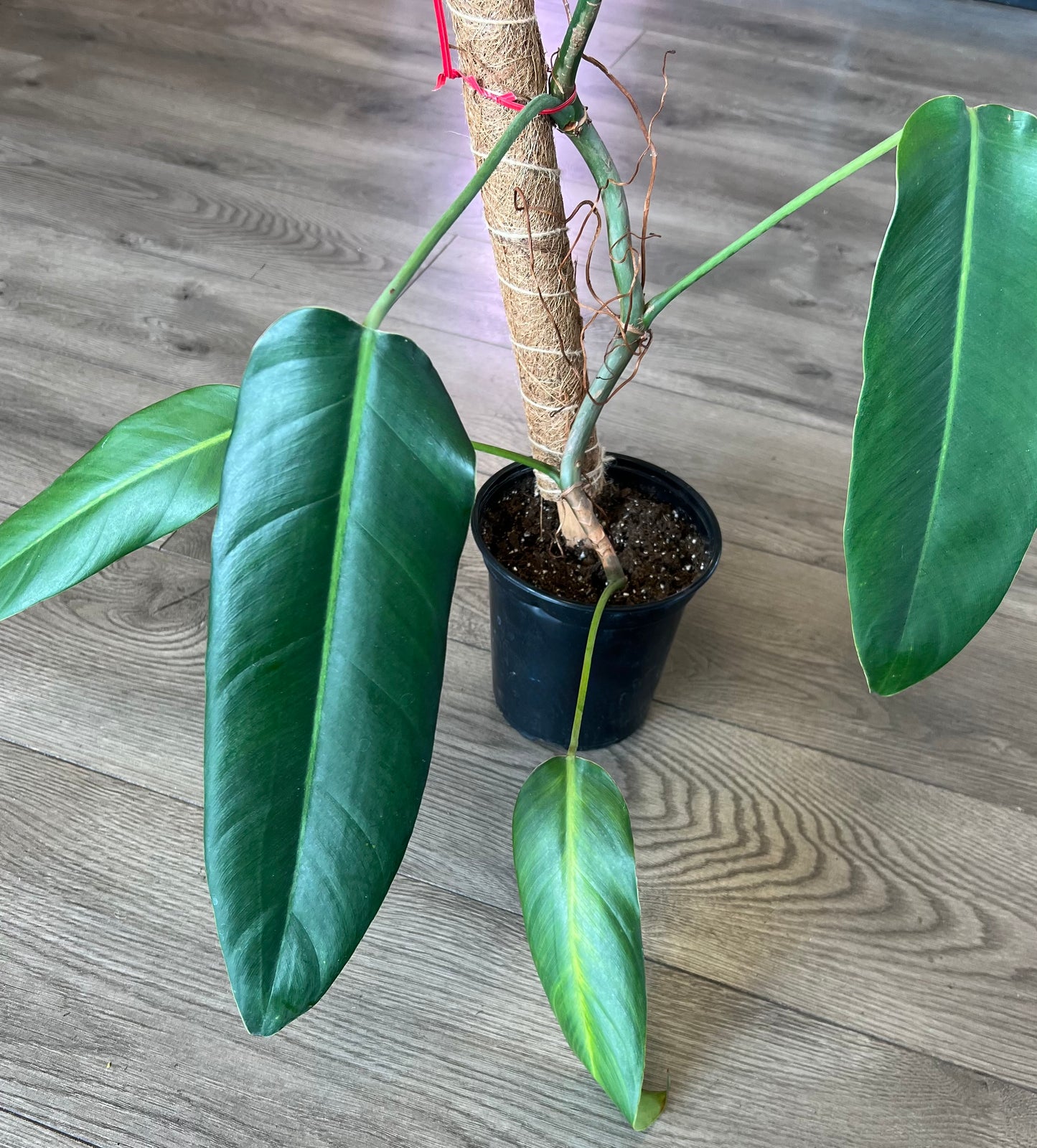 Philodendron helenai