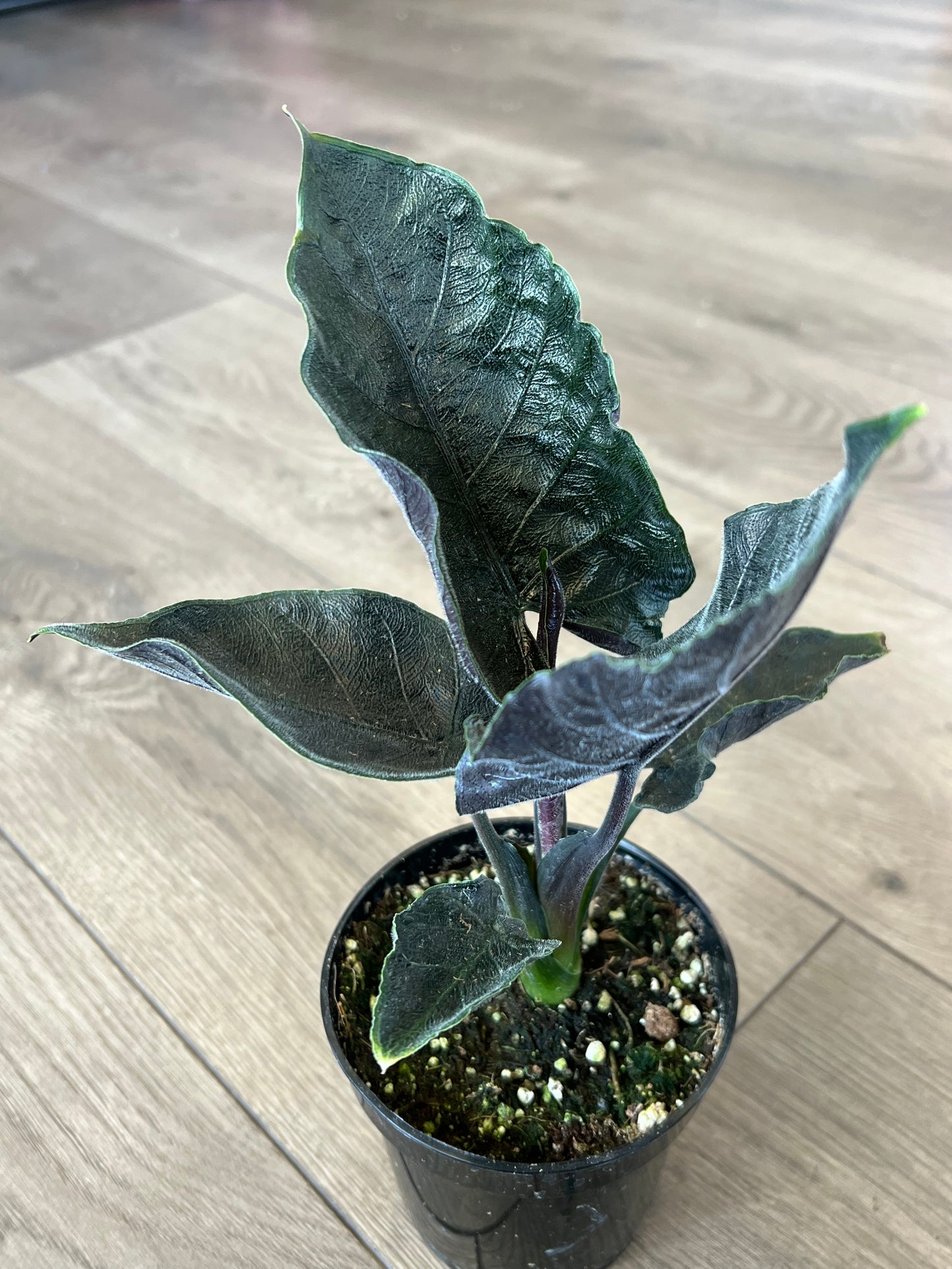 Alocasia chienlii 'Antoro Velvet'