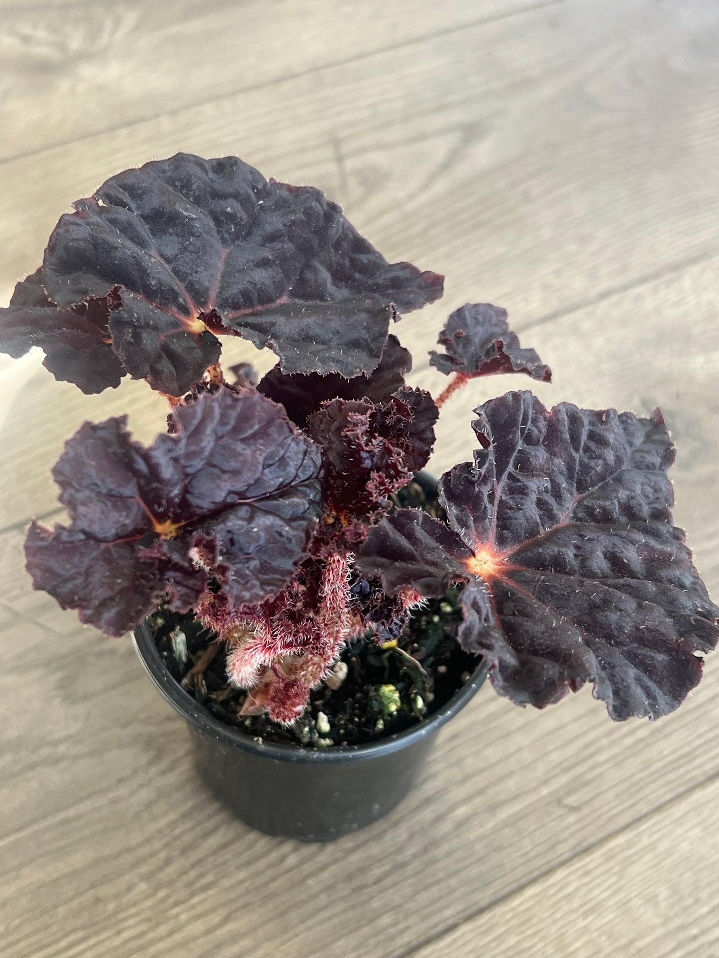 Begonia rex 'Madame O'Reilly'