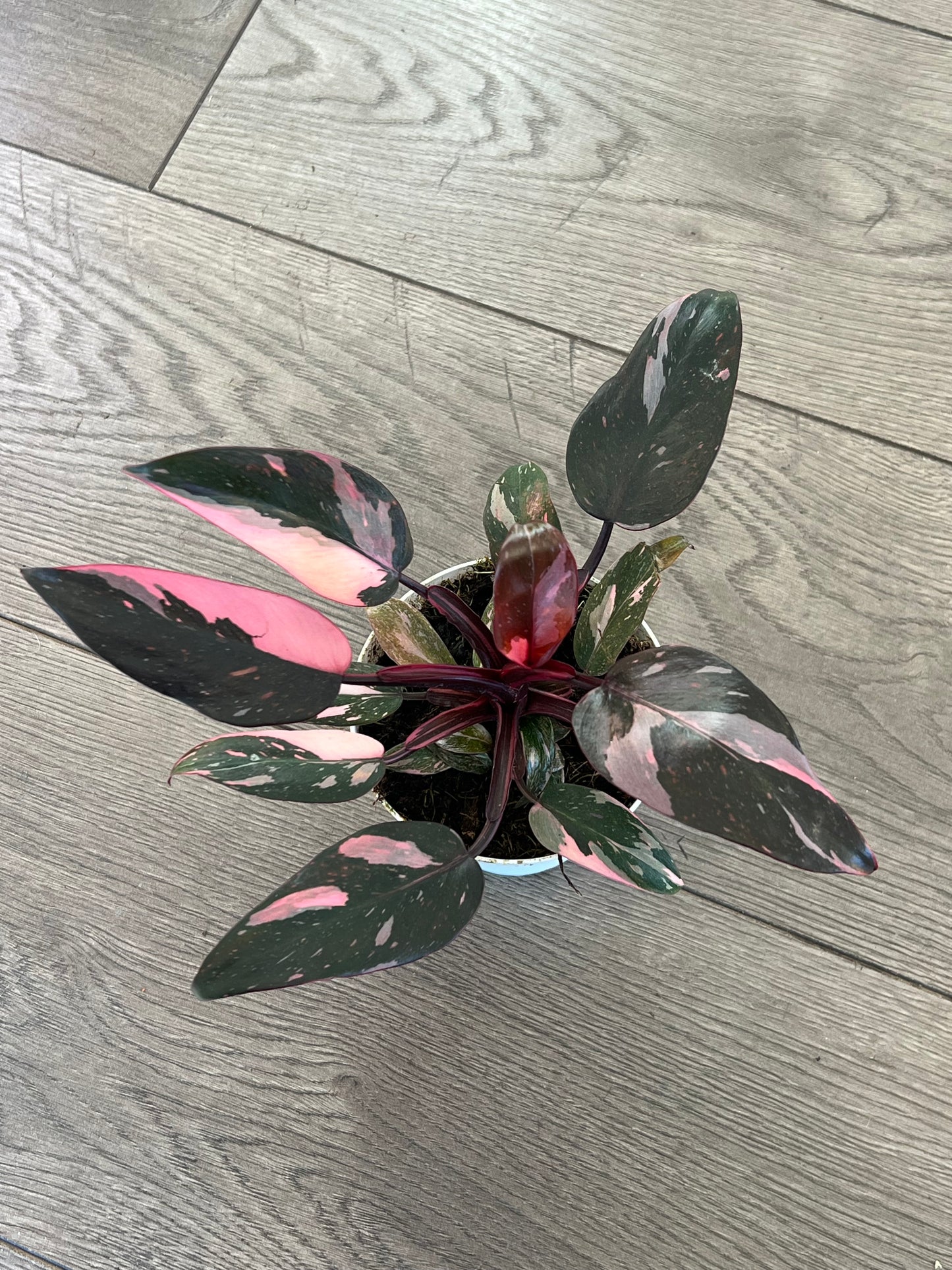 Philodendron Pink Princess