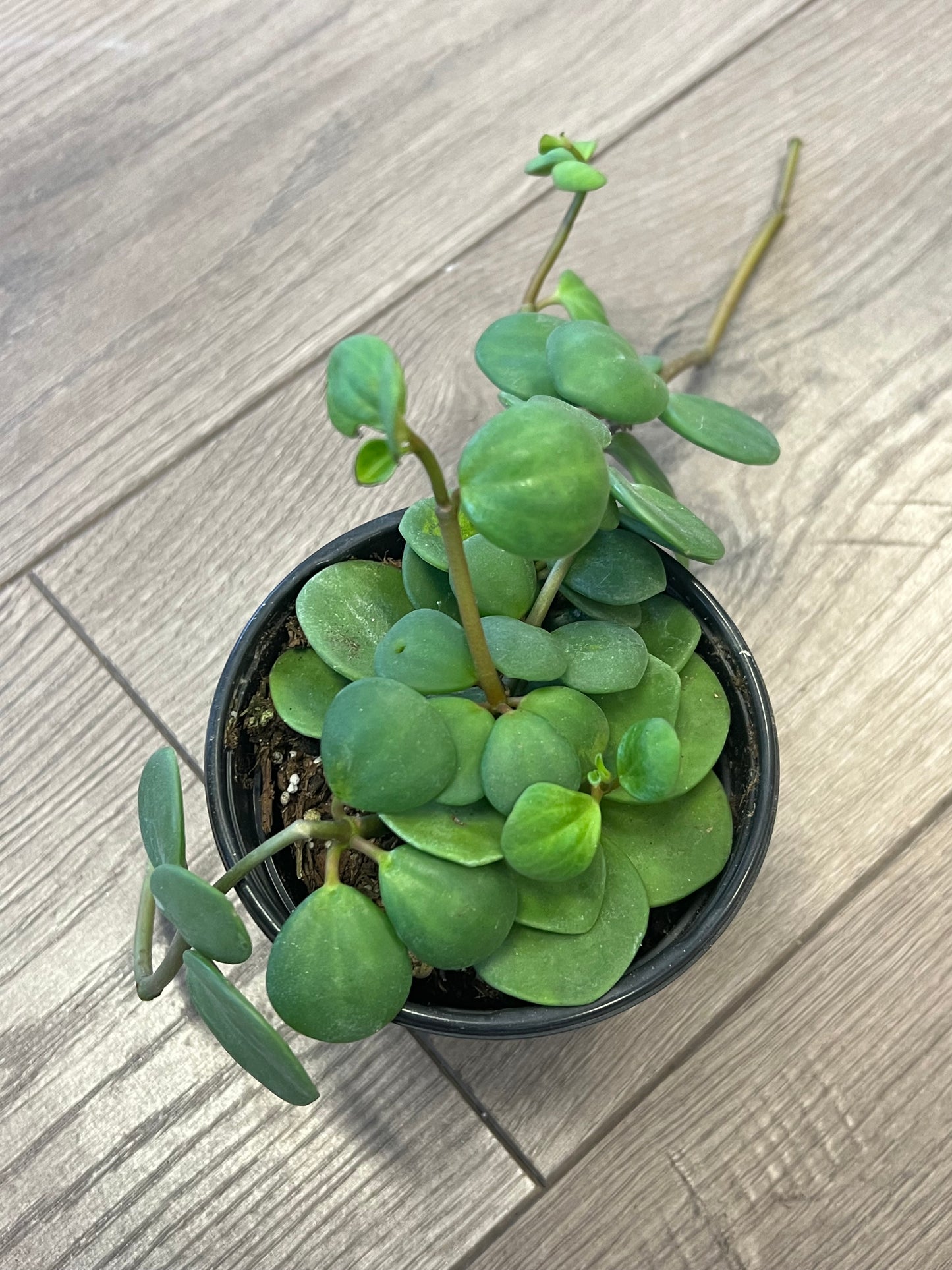 Peperomia 'Hope'