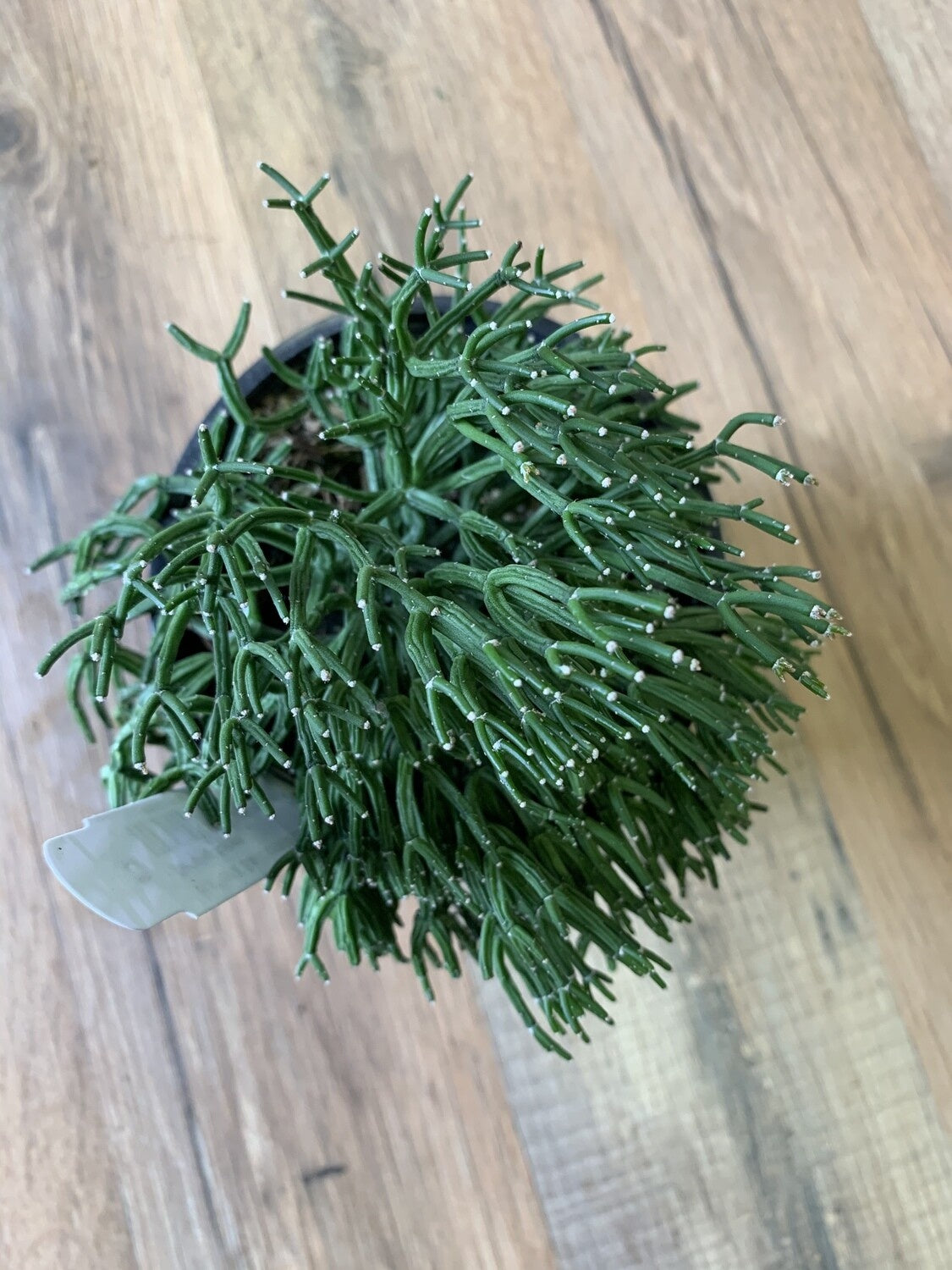 Hatiora salicornioides ‘Dancing Bones cactus’