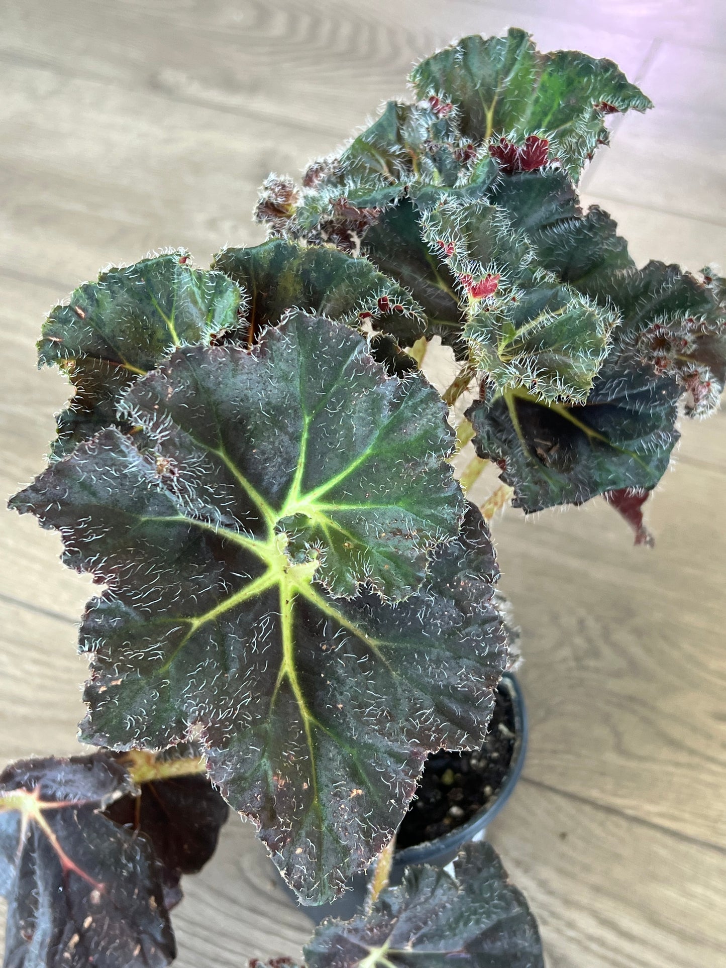 Begonia Rex 'Carol Knight'