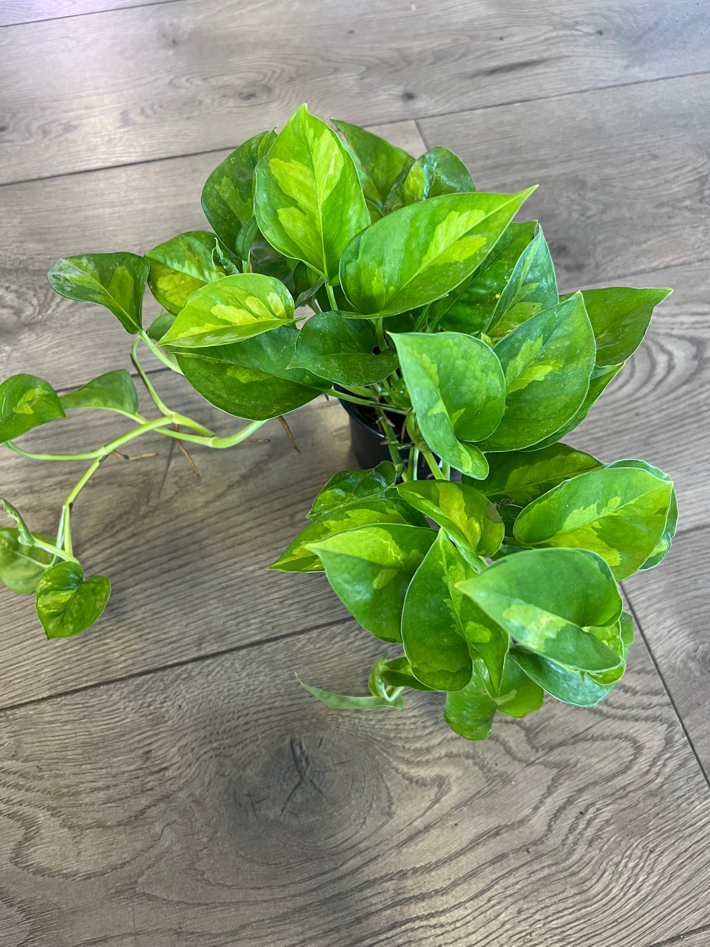 Epipremnun aur 'Global Green'