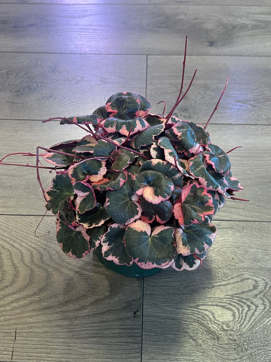 Saxifraga stolonifera 'Strawberry Begonia Varigated'