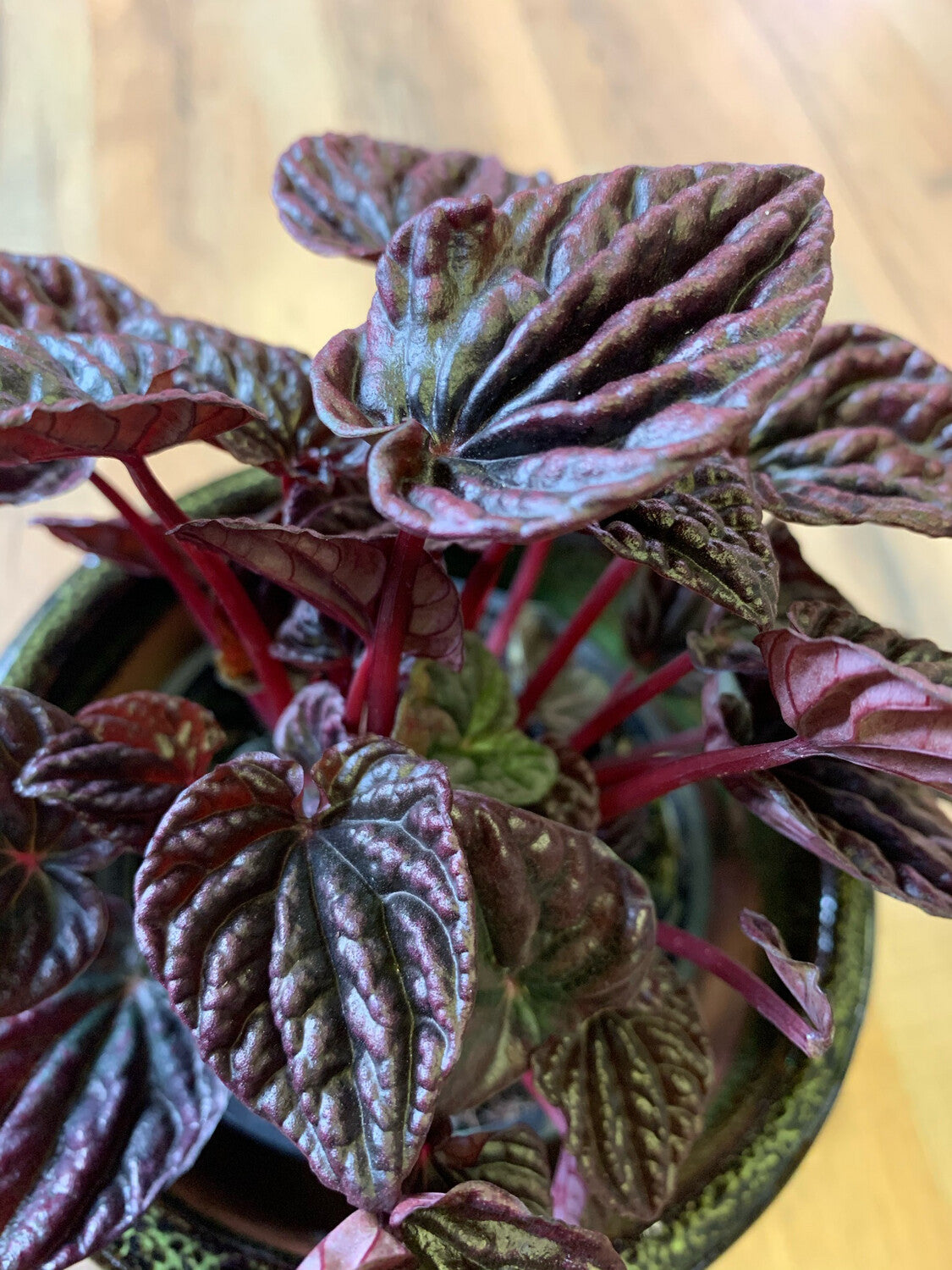 Peperomia 'Red Luna'