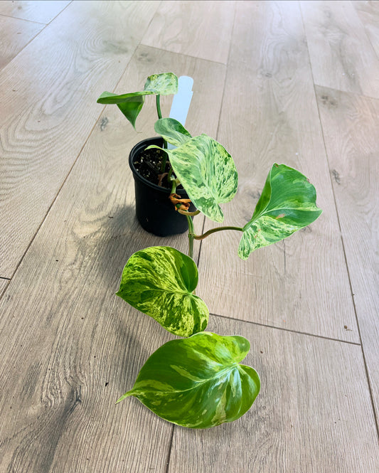 Philodendron cordatum 'Heart Leaf variegata'