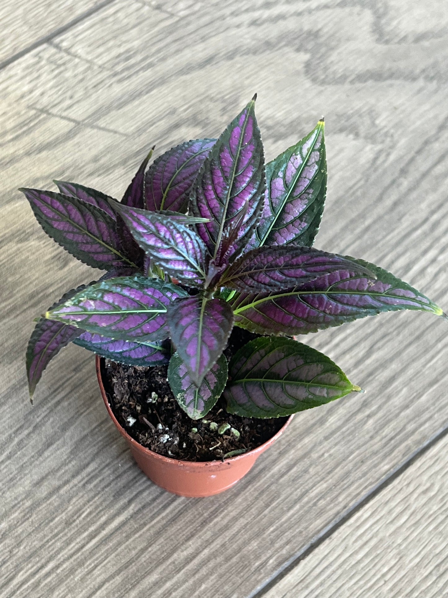 Strobilanthes dyerianus 'Persian Shield'