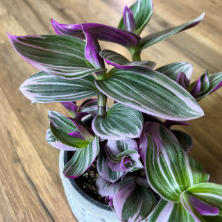 Tradescantia albiflora 'Nanouk'