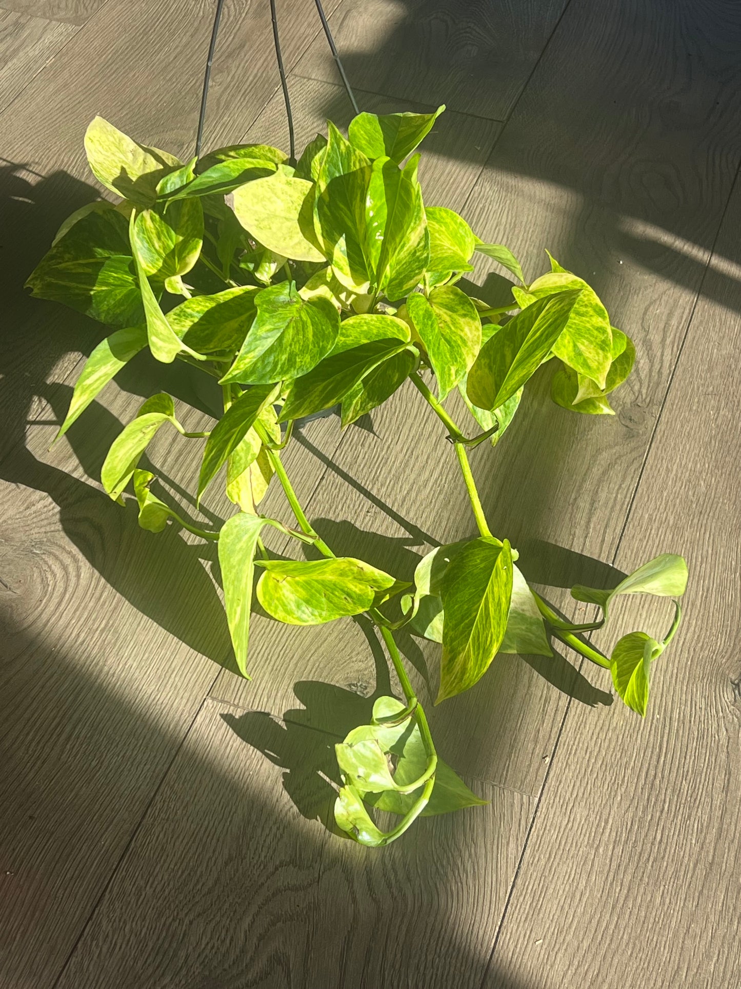 Epipremnum aur. 'Sunshine Goddess Pothos'