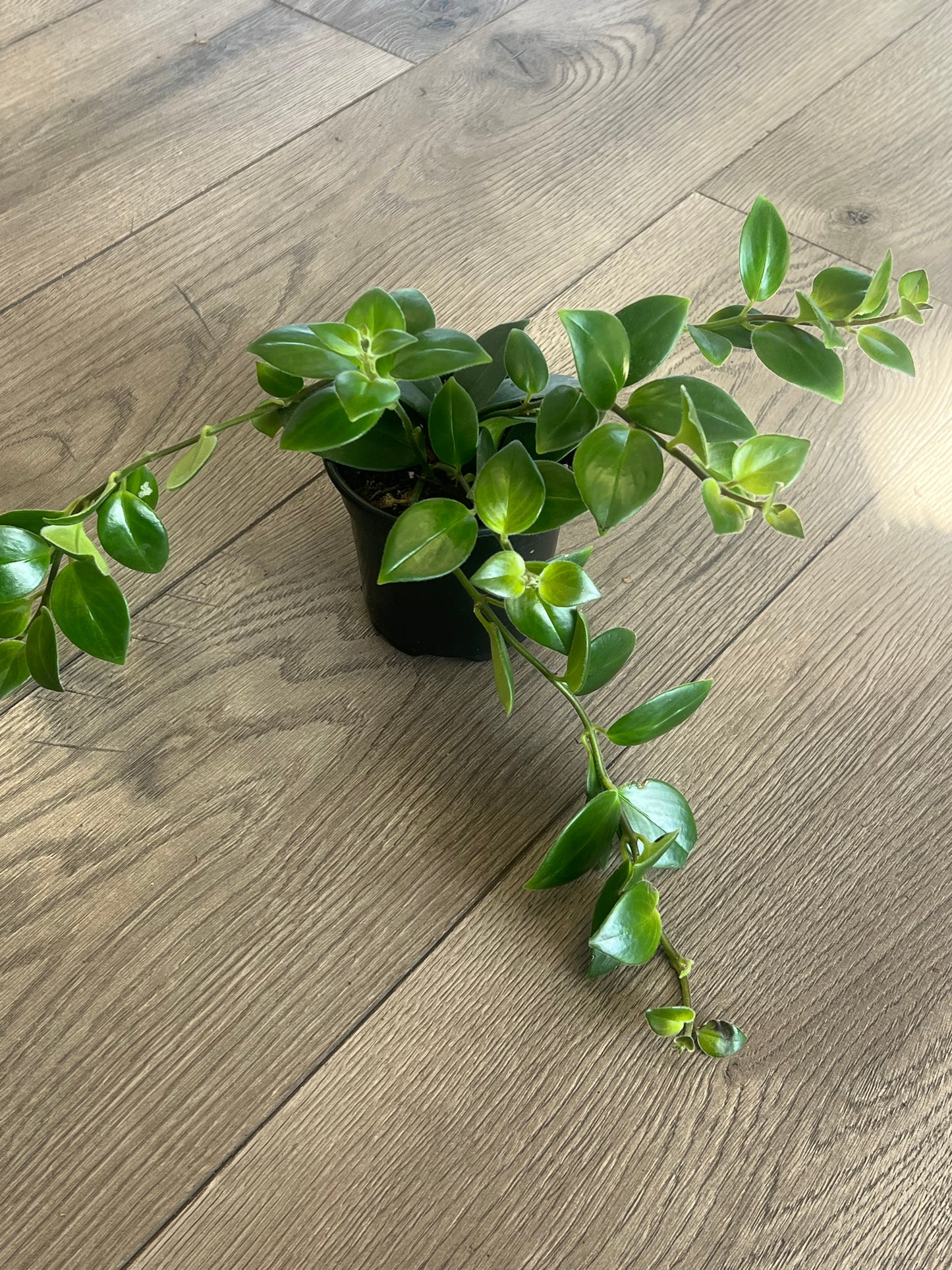 Aeschynanthus obconicus 'Mona Lisa Lipstick'