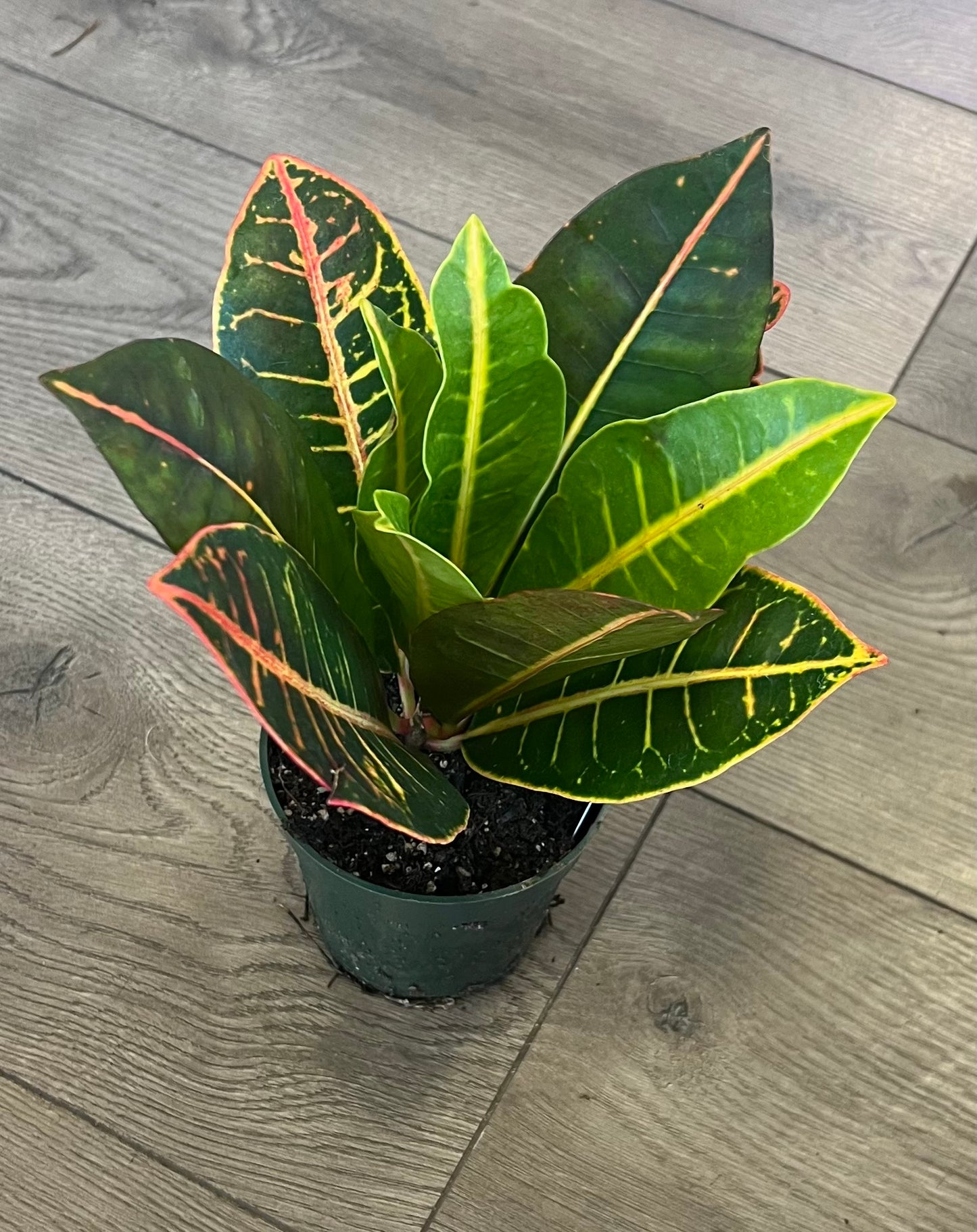 Croton Petra
