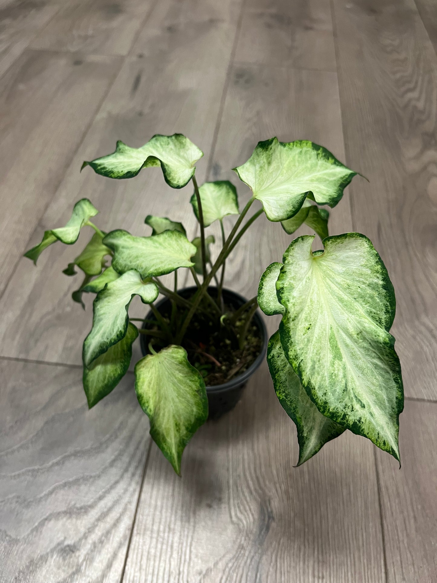 Caladium 'Queen'