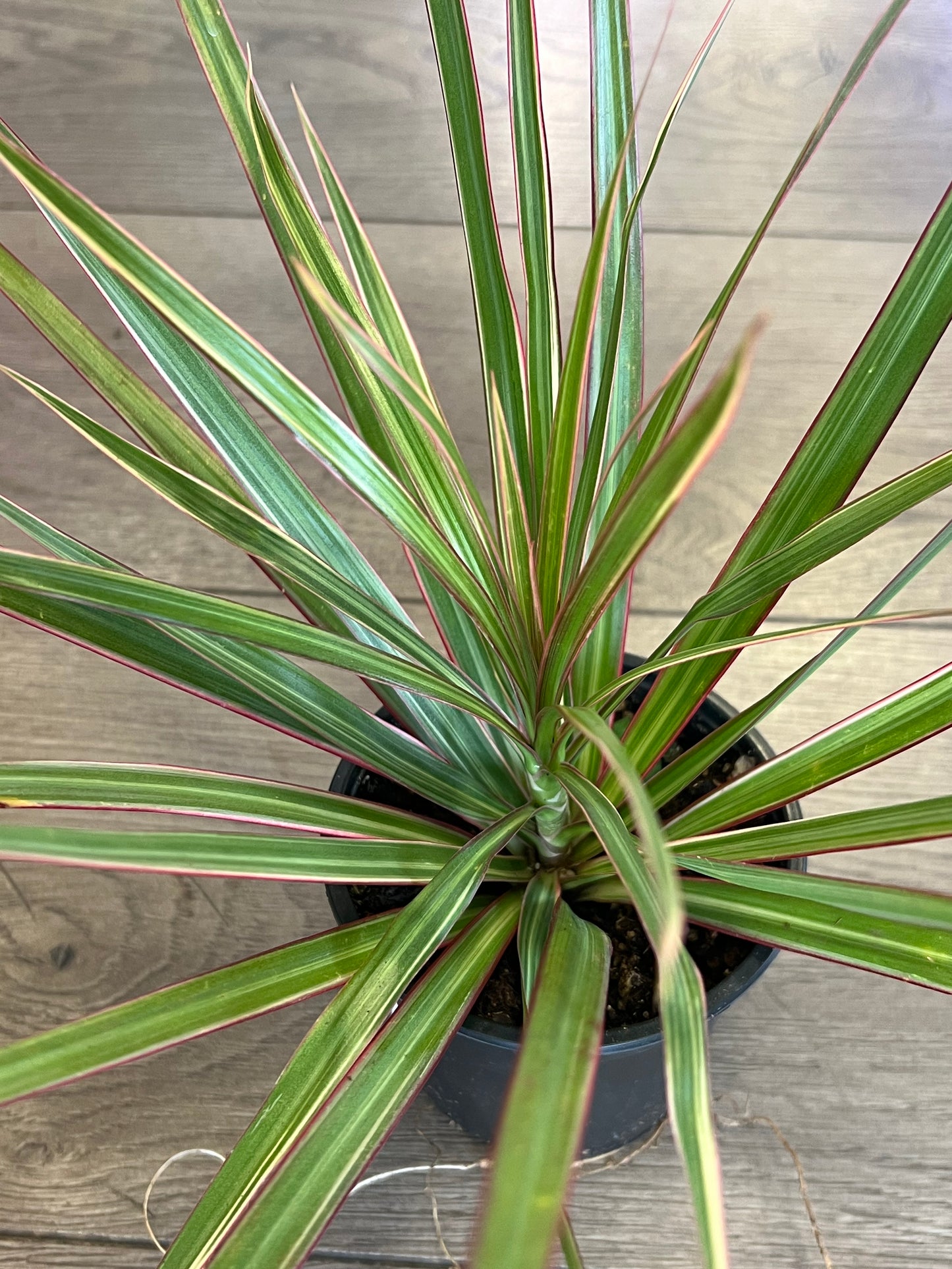 Dracaena marganita 'Bi-Color'