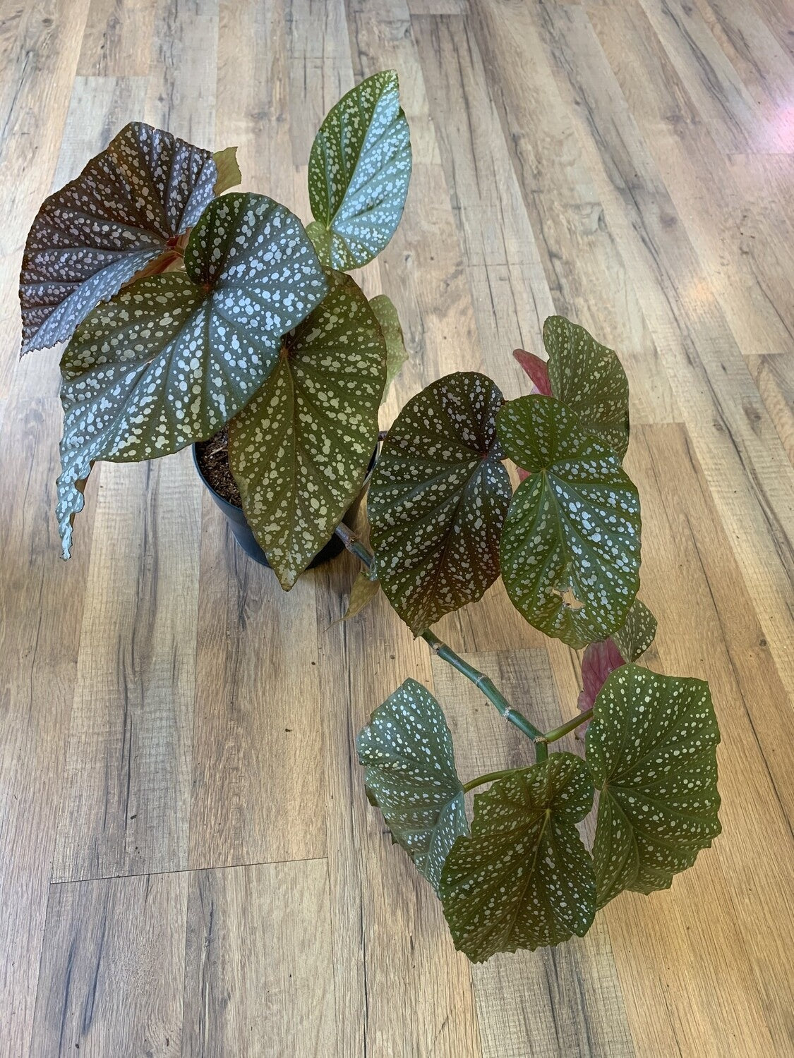 Angel wing Begonia 'Lucerna'
