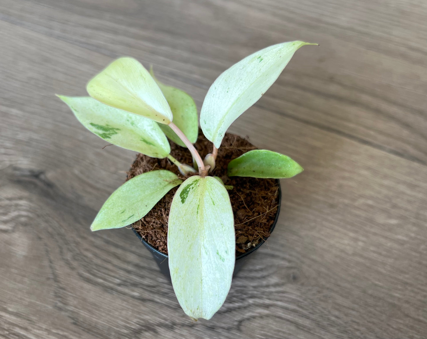 Philodendron 'Snowdrift