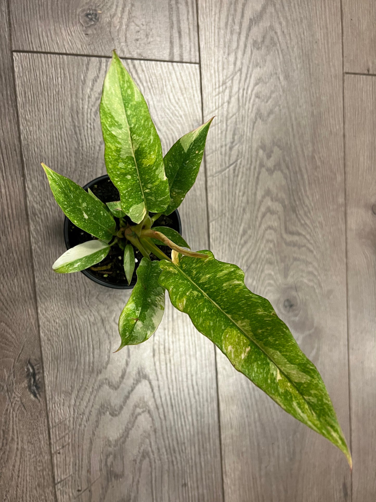 Philodendron 'Ring of Fire'