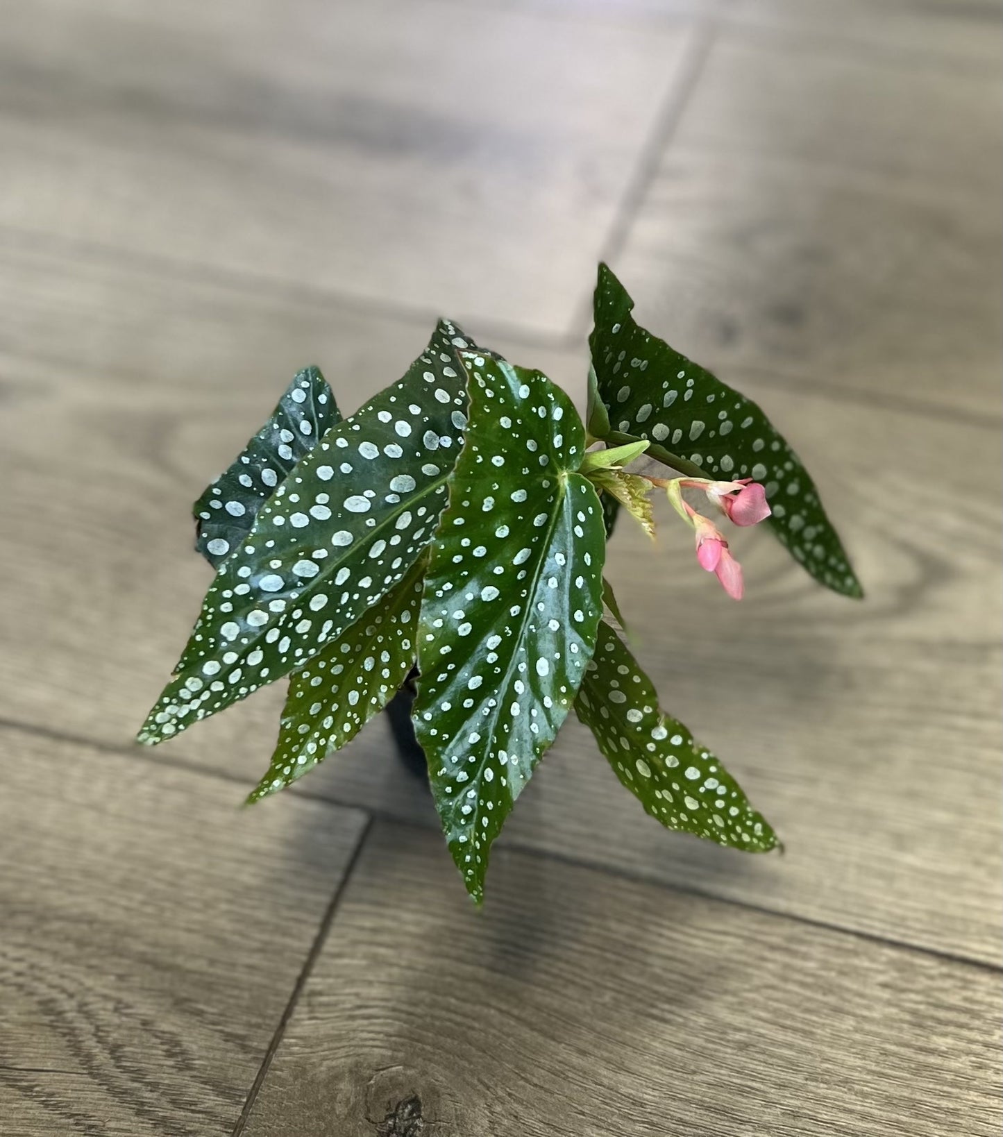 Angel Wing Bagonia 'Maculata Silver Spot'