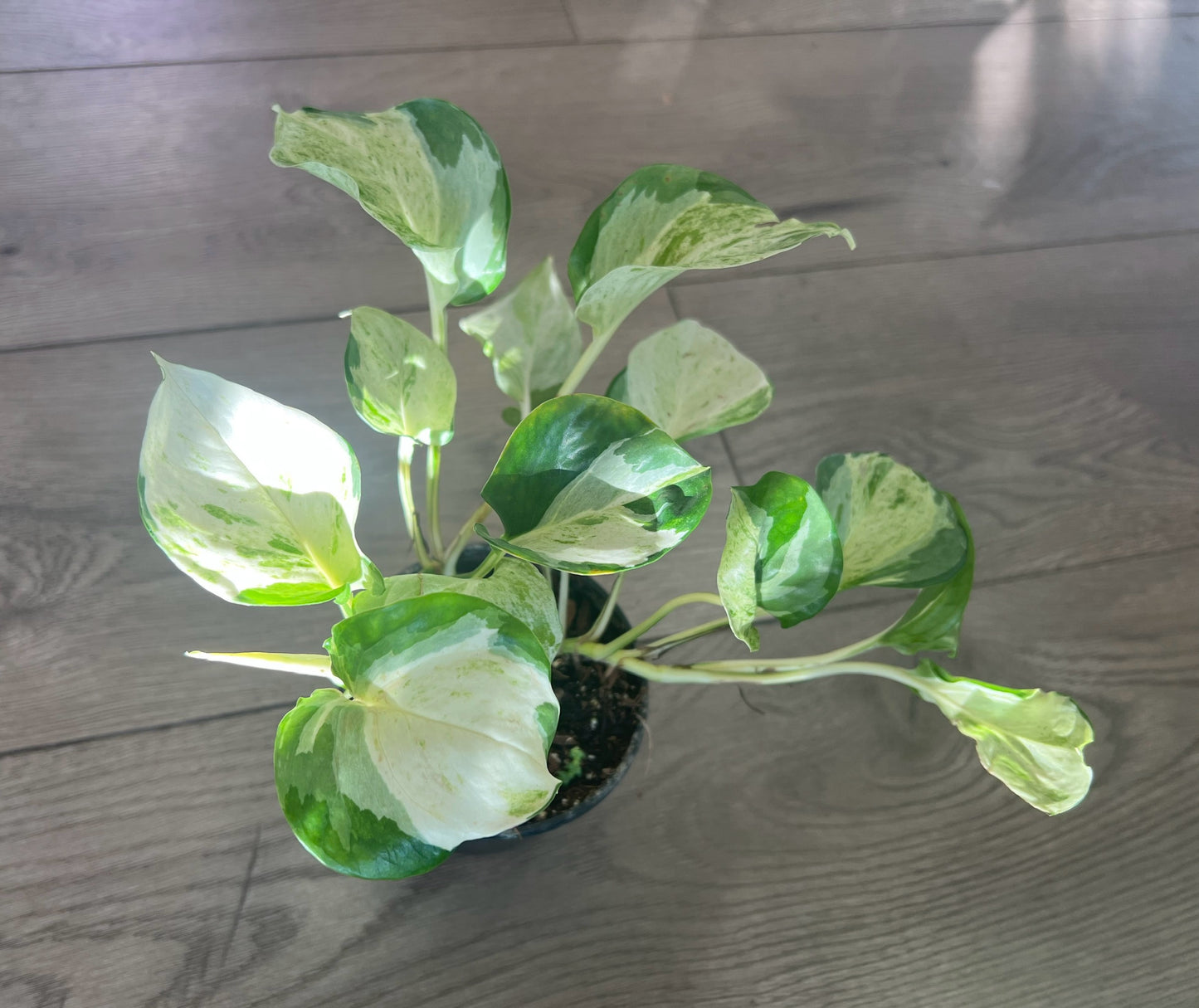 Epipremnum 'Manjula Pothos'