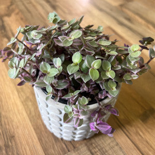 callisia repens 'Pink Panther'