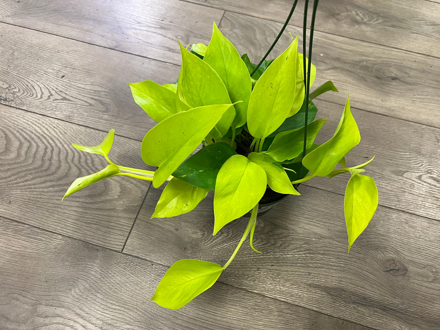 Epipremnum aur. 'Neon Pothos'
