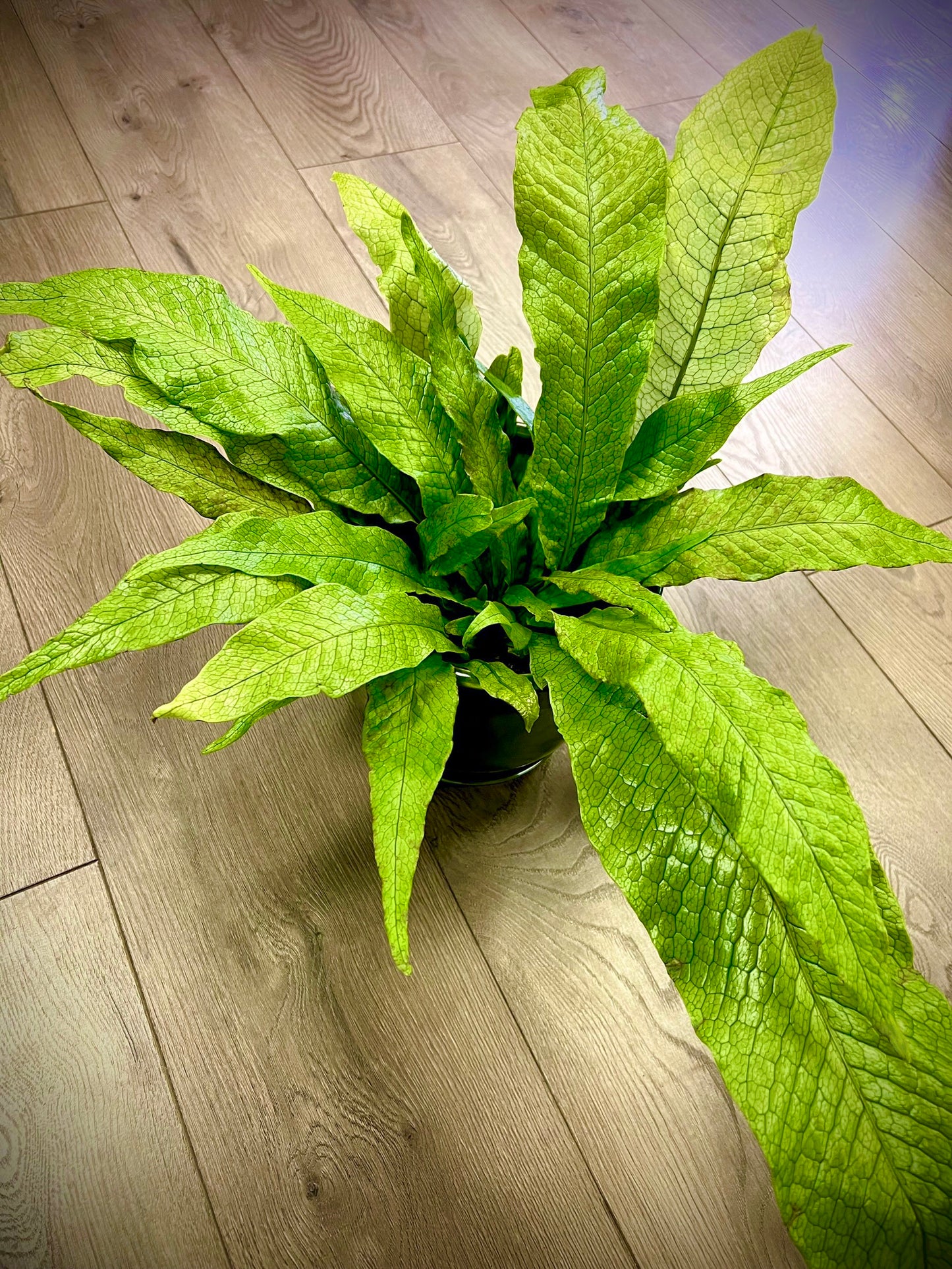 Microsorium musifolium 'Crocodile Fern’