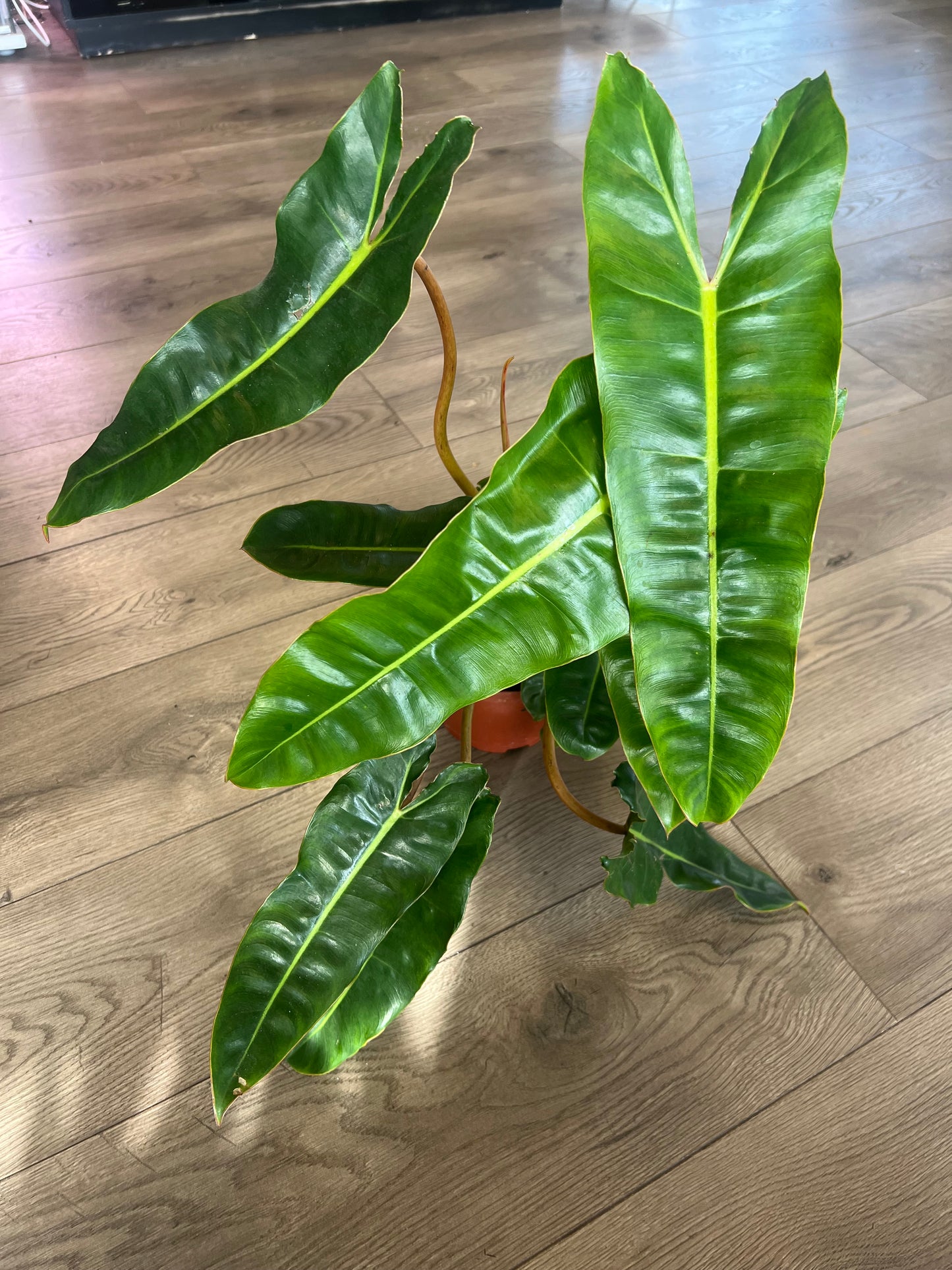 Philodendron 'Billietia'