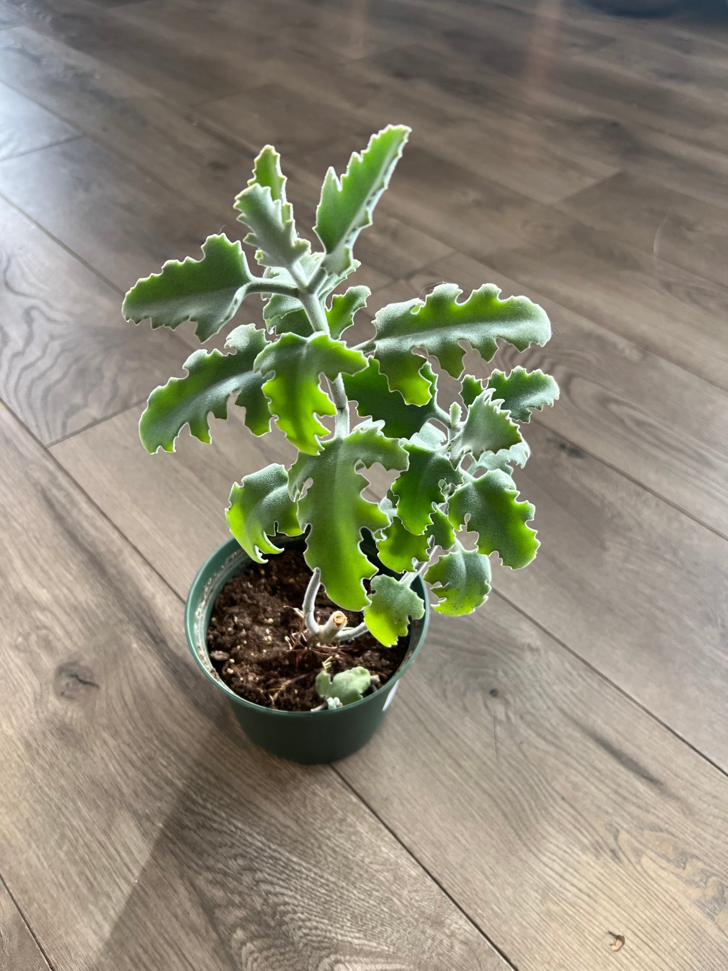 Kalanchoe Beharensis ‘Oak Leaf’