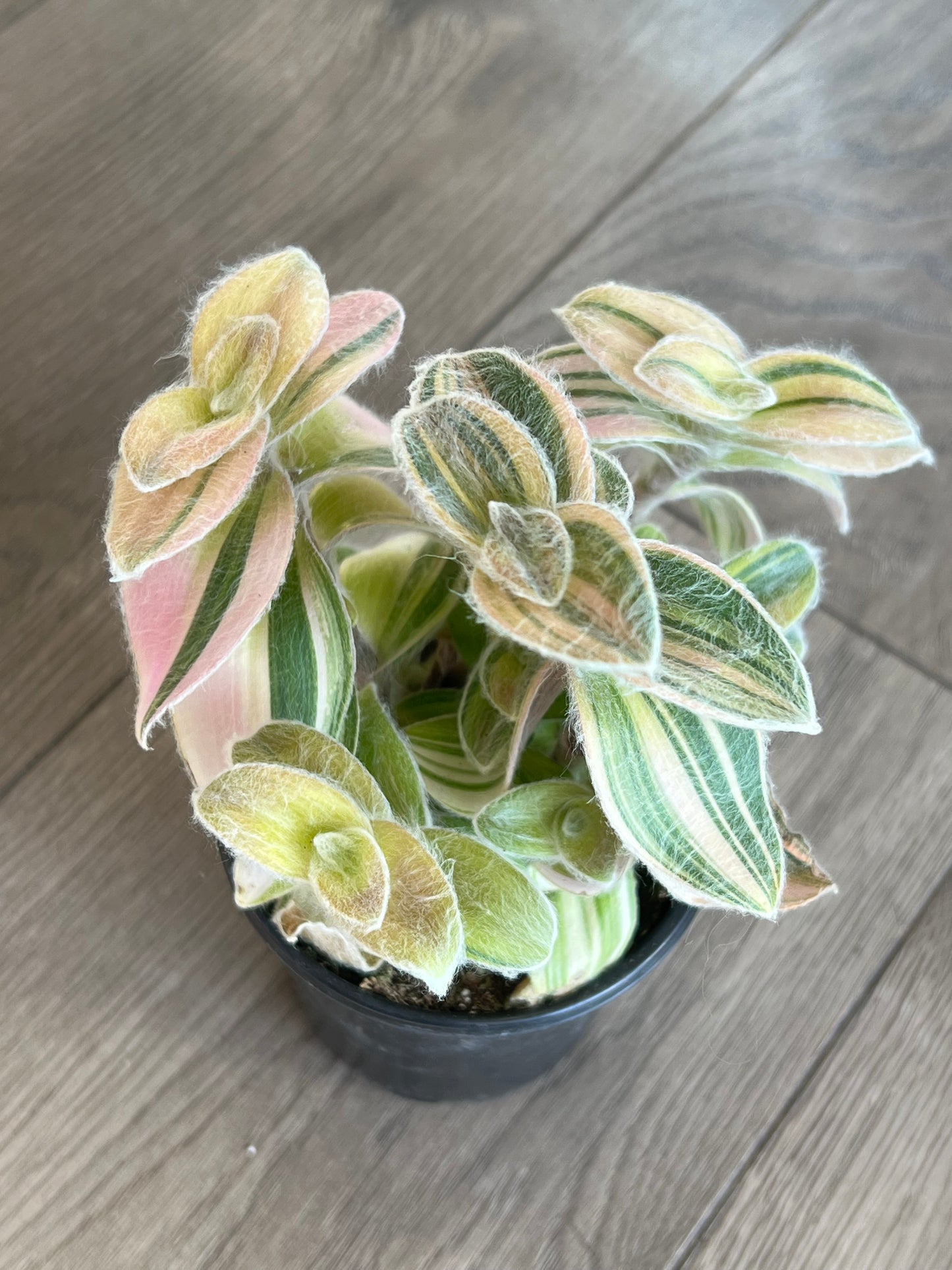 Tradescantia 'Velvet Moon'