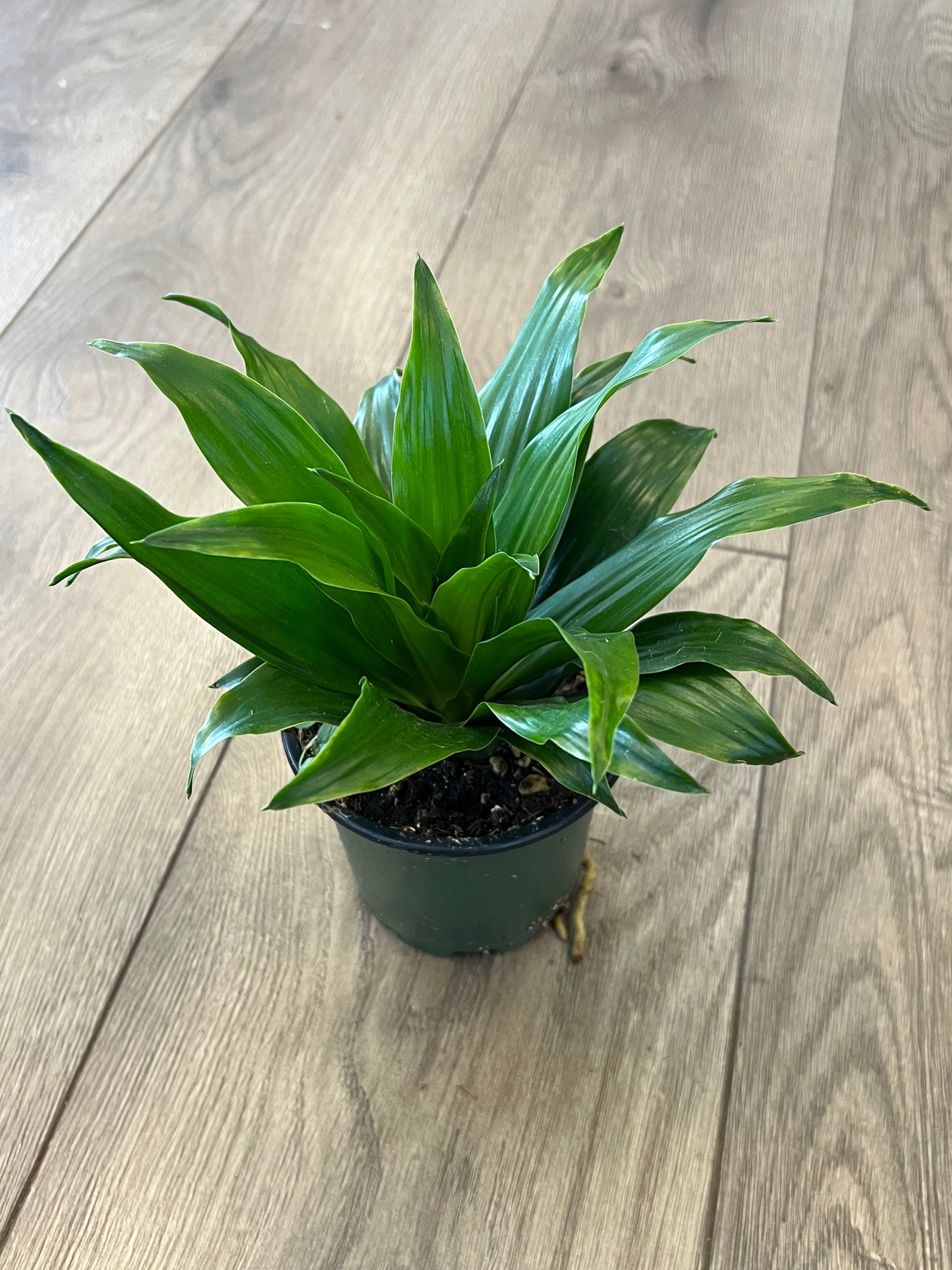 Dracaena 'Janet Craig'