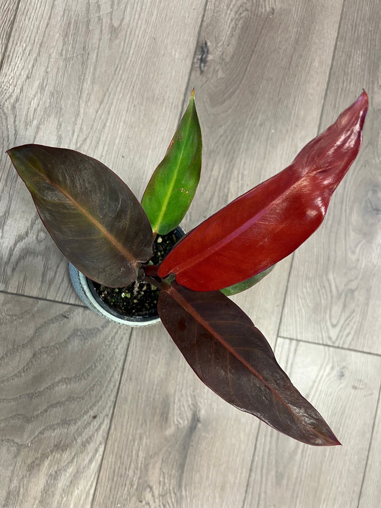 Philodendron 'Red Sun