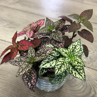 Hypoestes phyllostachya 'Multicolor Polka dot Plant'