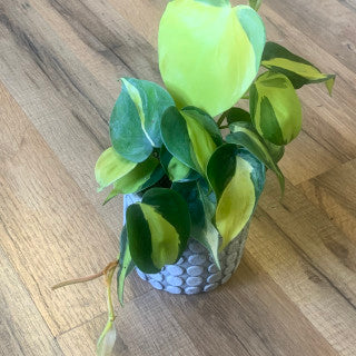 Philodendron cordatum 'Brasil'