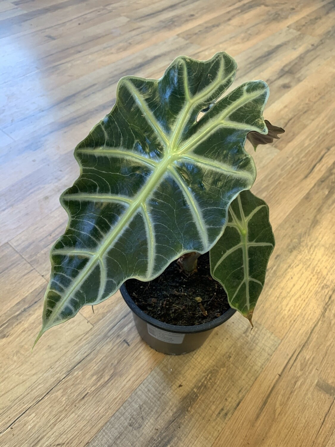 Alocasia 'Polly'