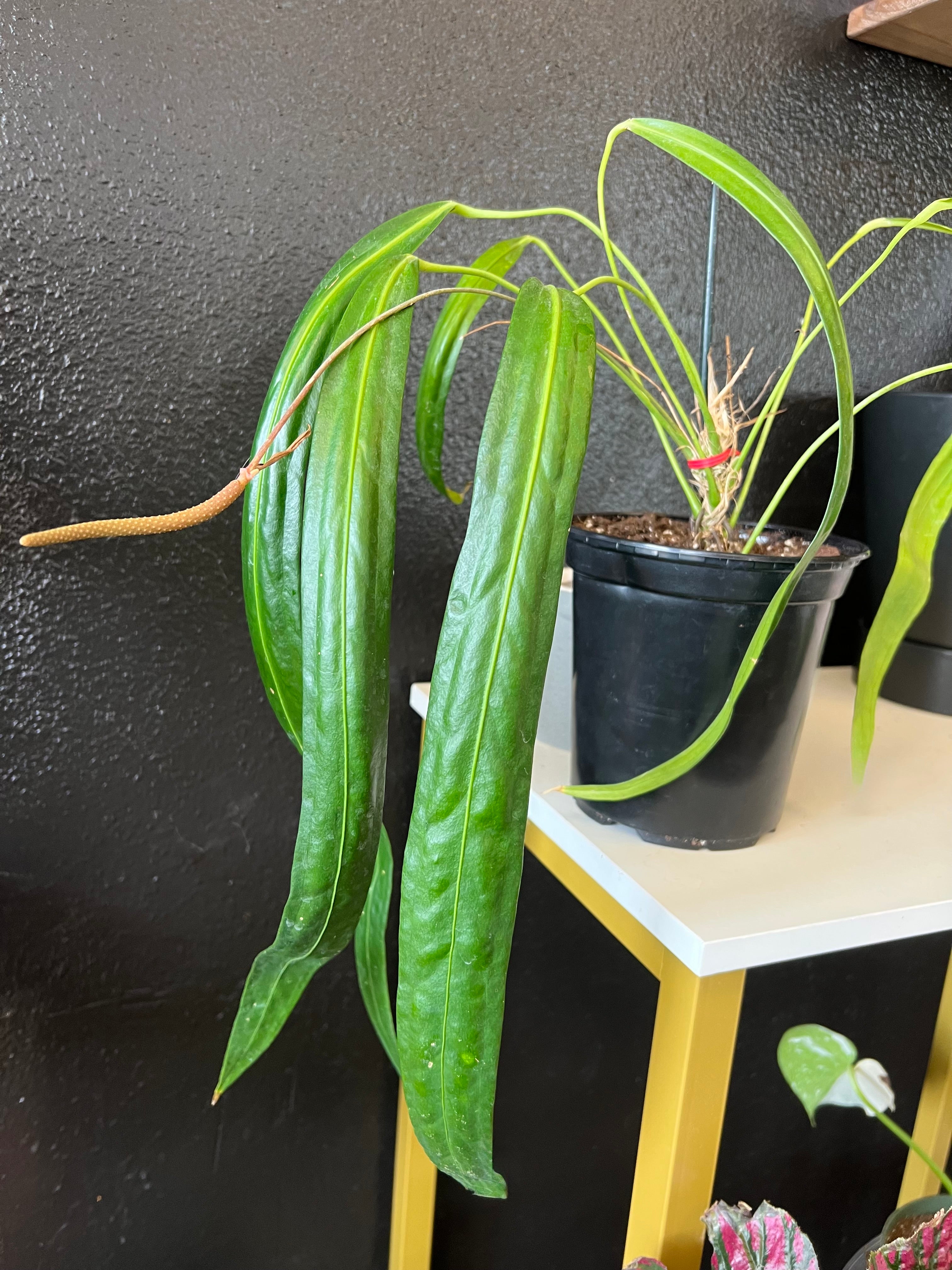 buy anthurium Anthurium friedrichsthalii – Planted Cauldron