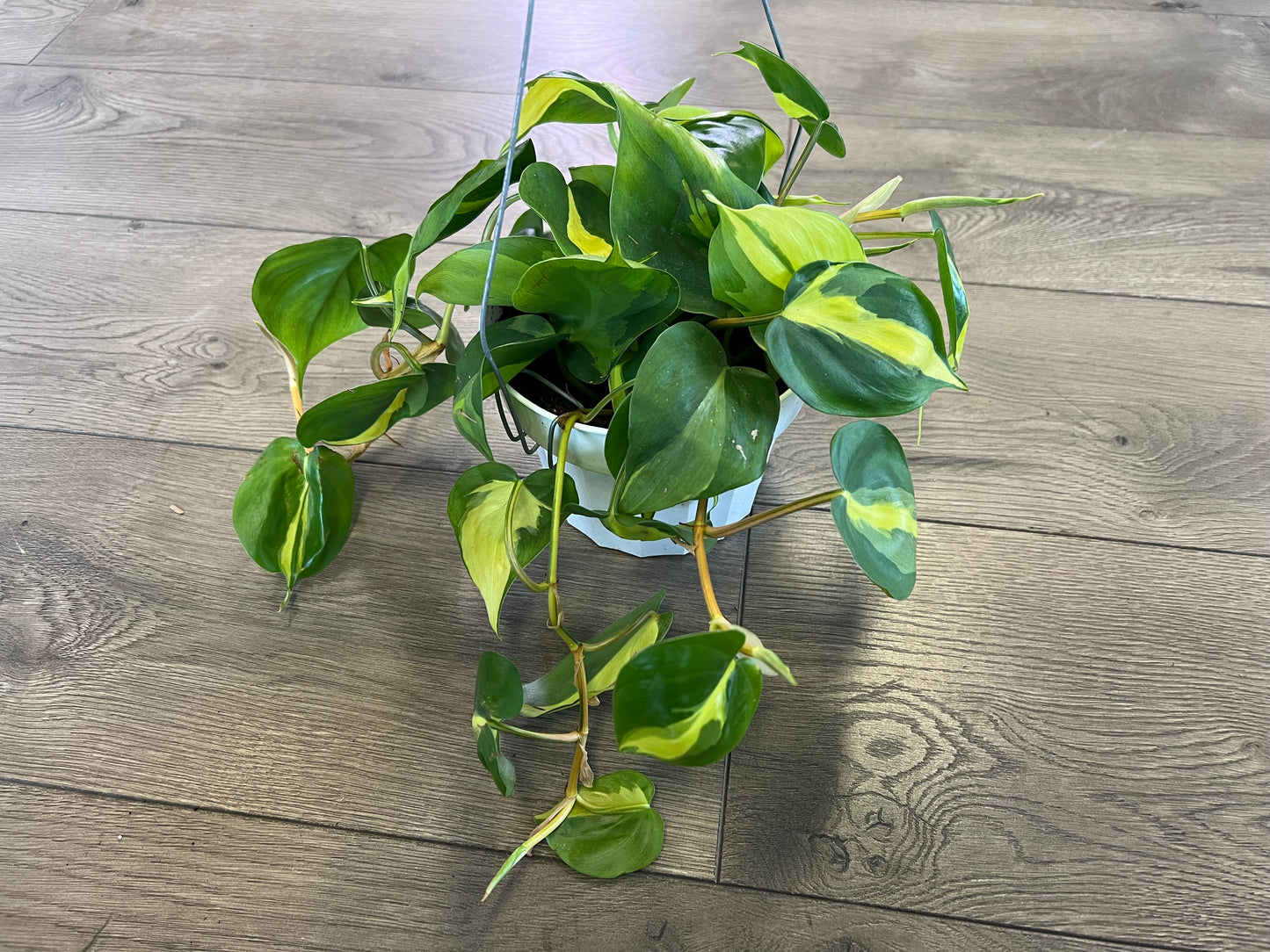 Philodendron cordatum 'Brasil'