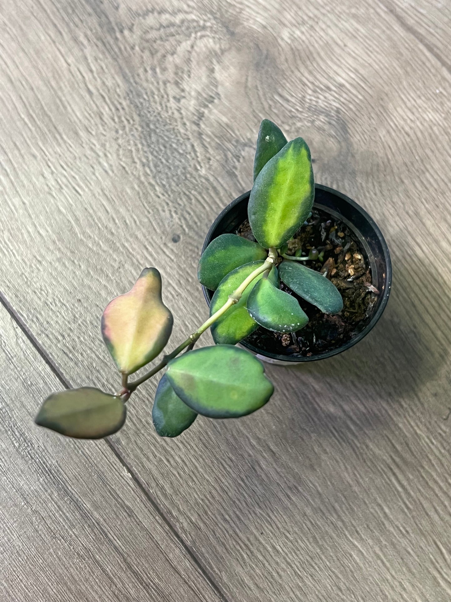 Hoya 'DS 70 Variegated'