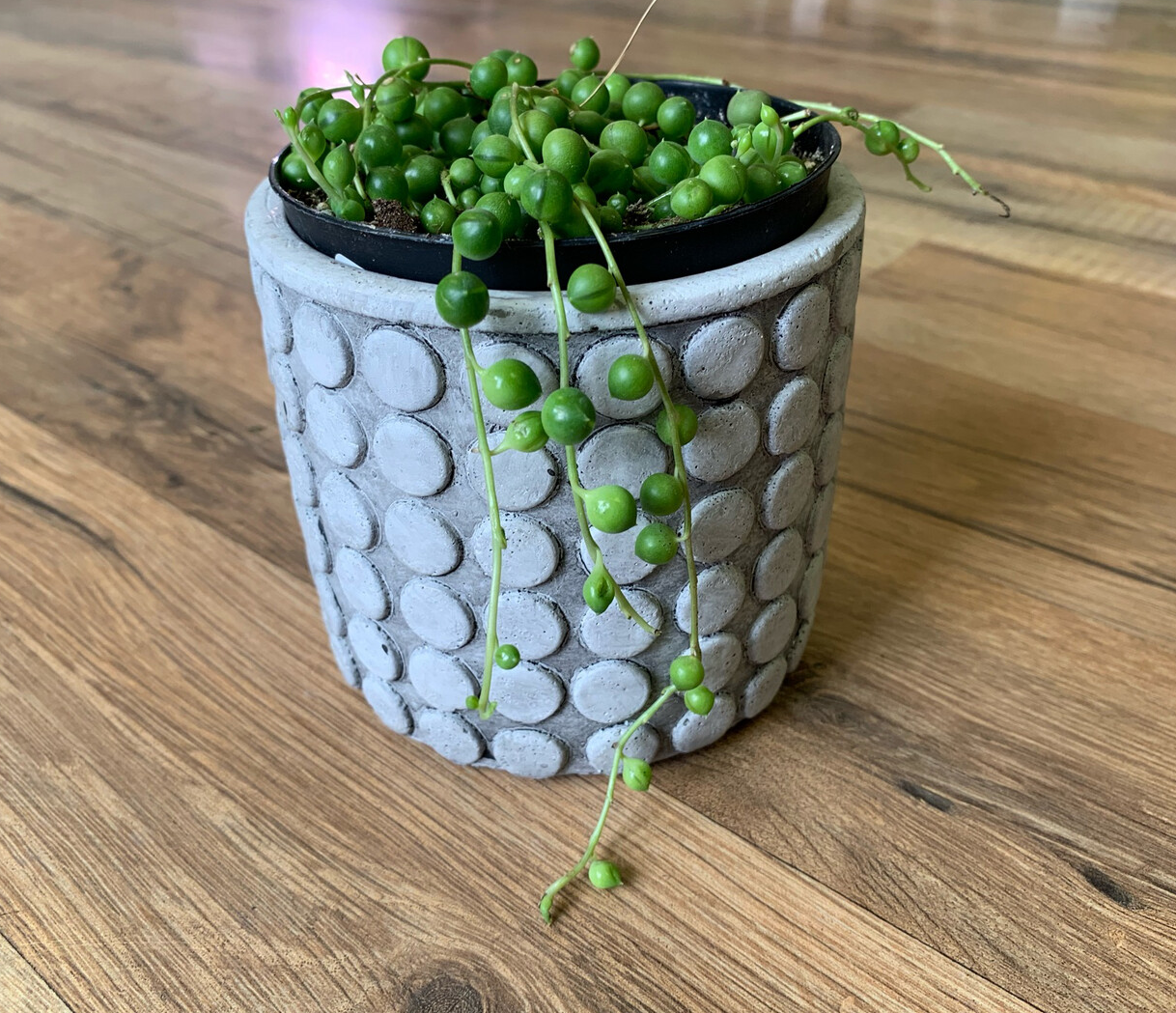 Senecio rowleyanus 'String of Pearls'