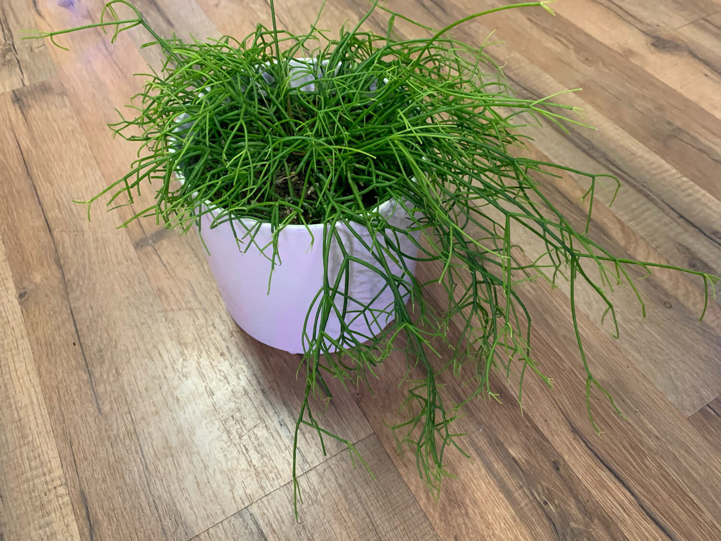 Rhipsalis baccifera 'Mistletoe Cactus'