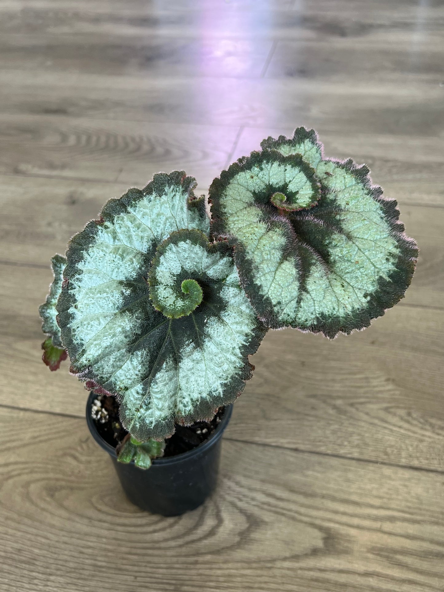 Begonia Rex 'Escargot'