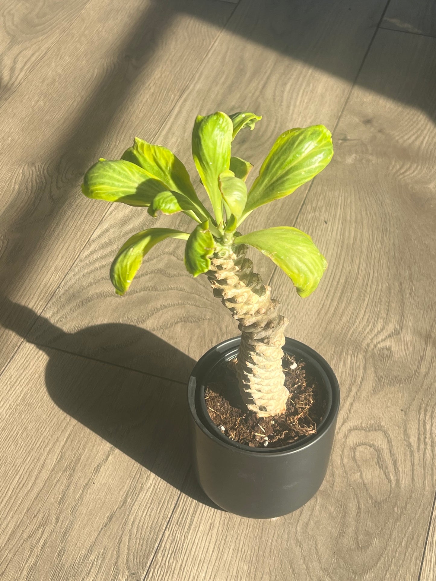 Euphorbia poissonii 'Variegata'