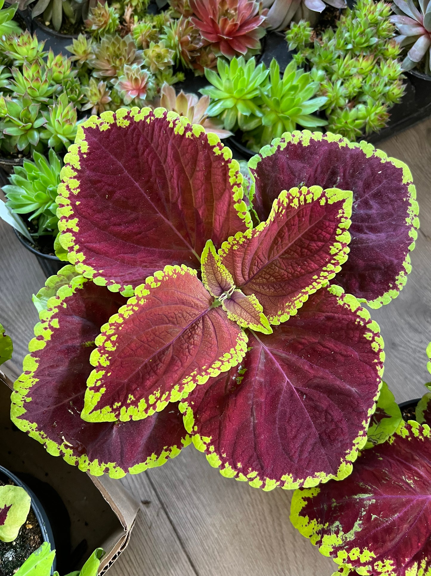 Coleus 'Jr Scarlet'
