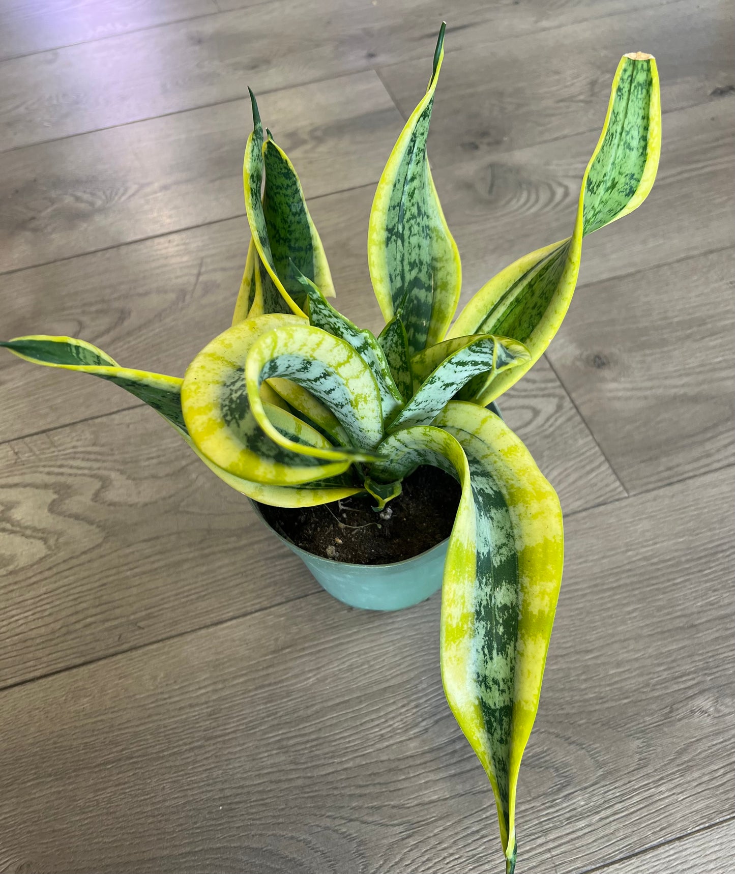 Sansevieria 'Twisted Sister'
