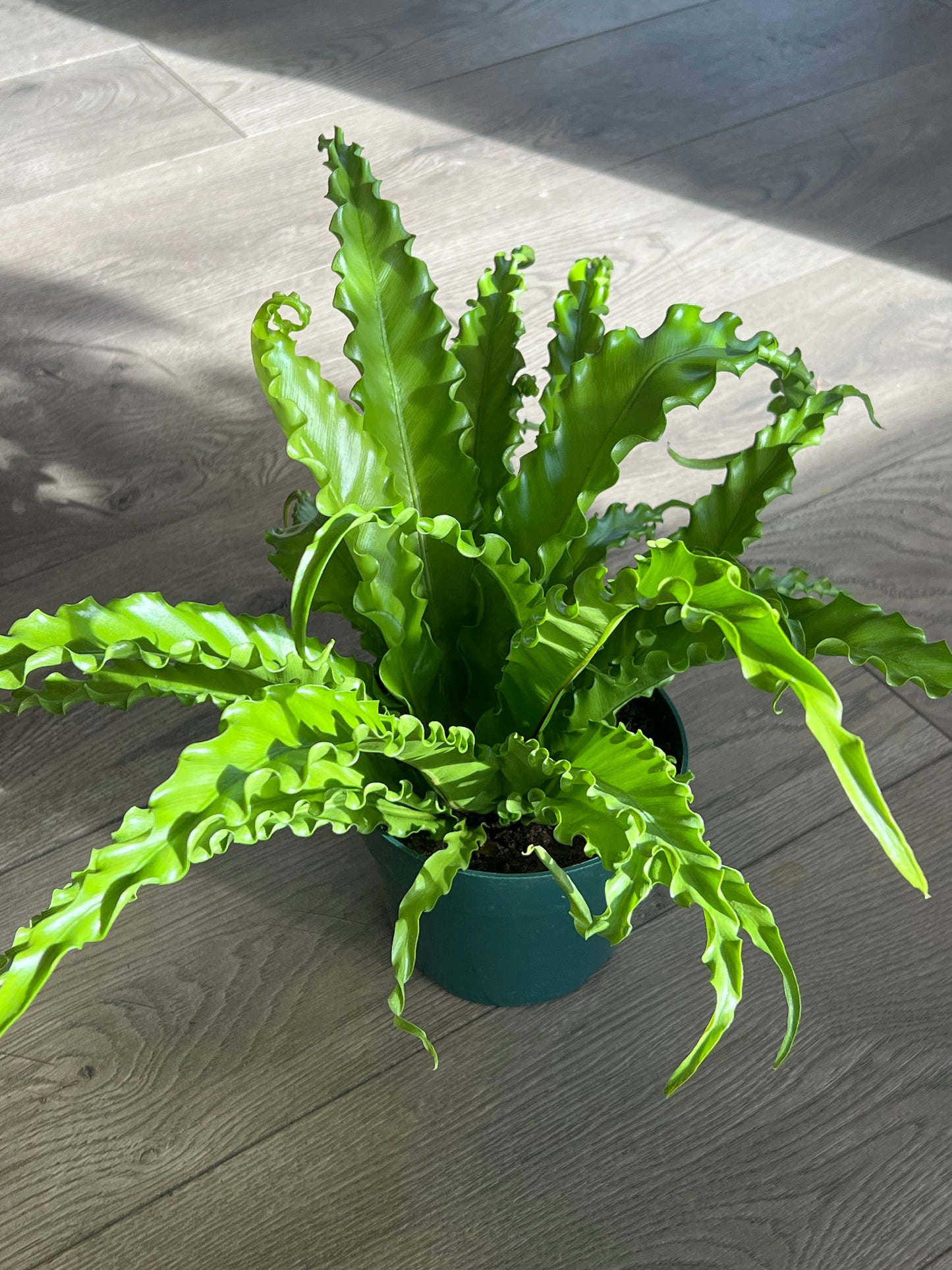 Asplenium antiquum 'Victorian Birds Nest'