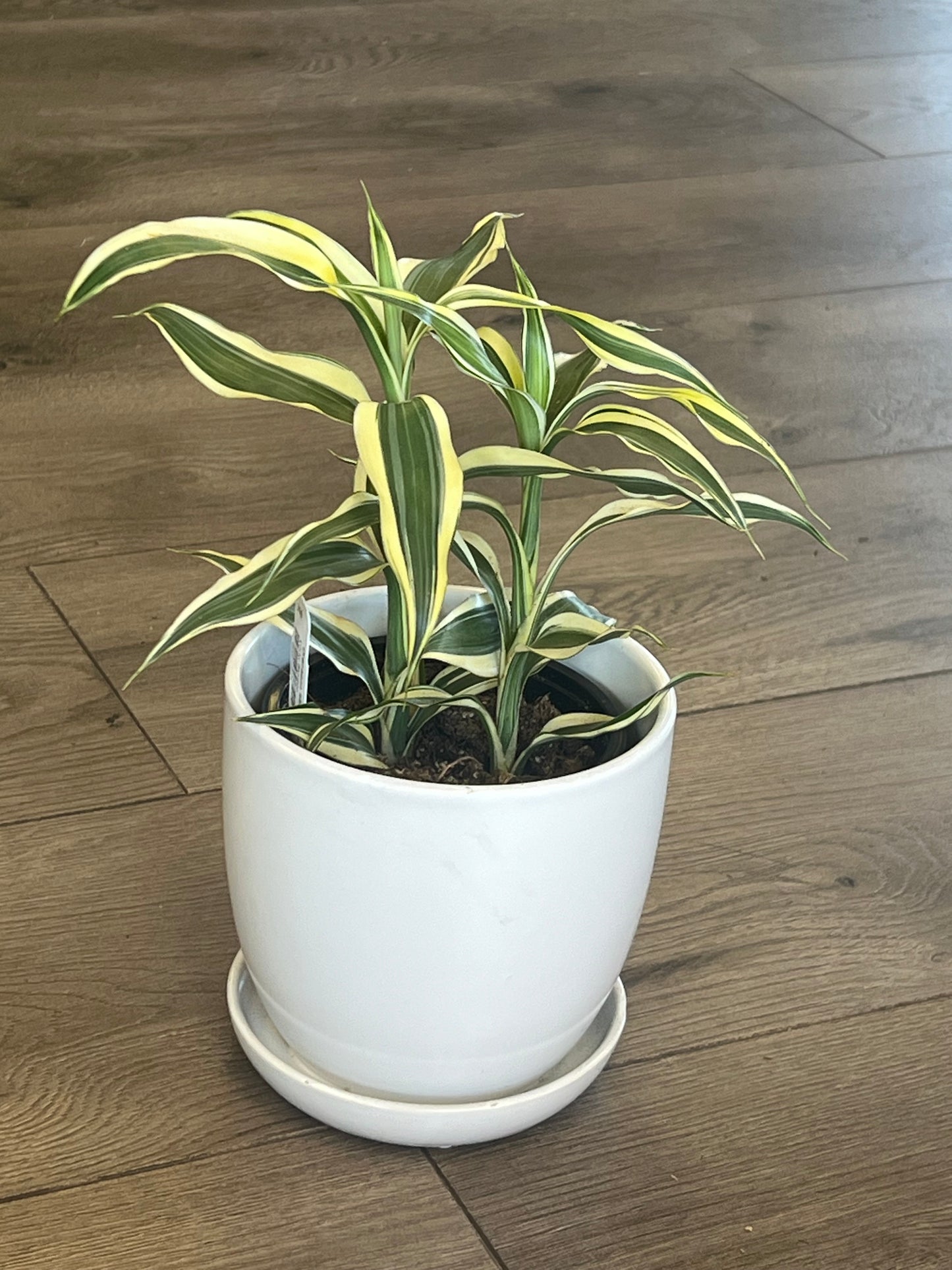 Dracaena sanderiana 'Ribbon Plant' Lucky Bamboo