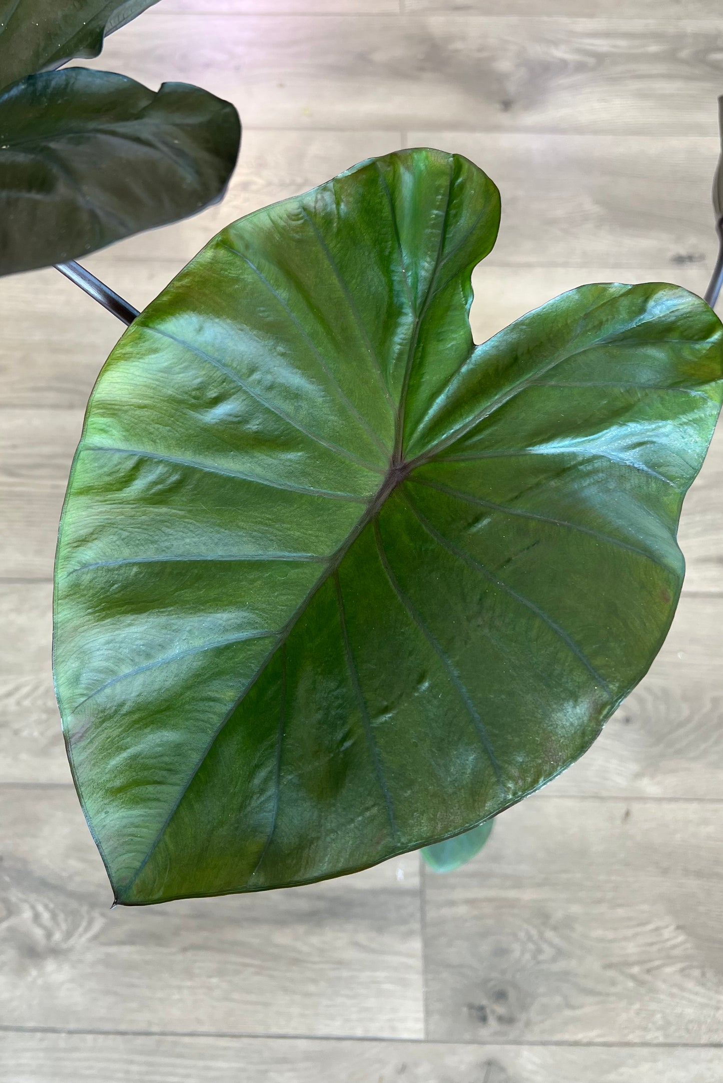 Colocasia 'Black Coral'