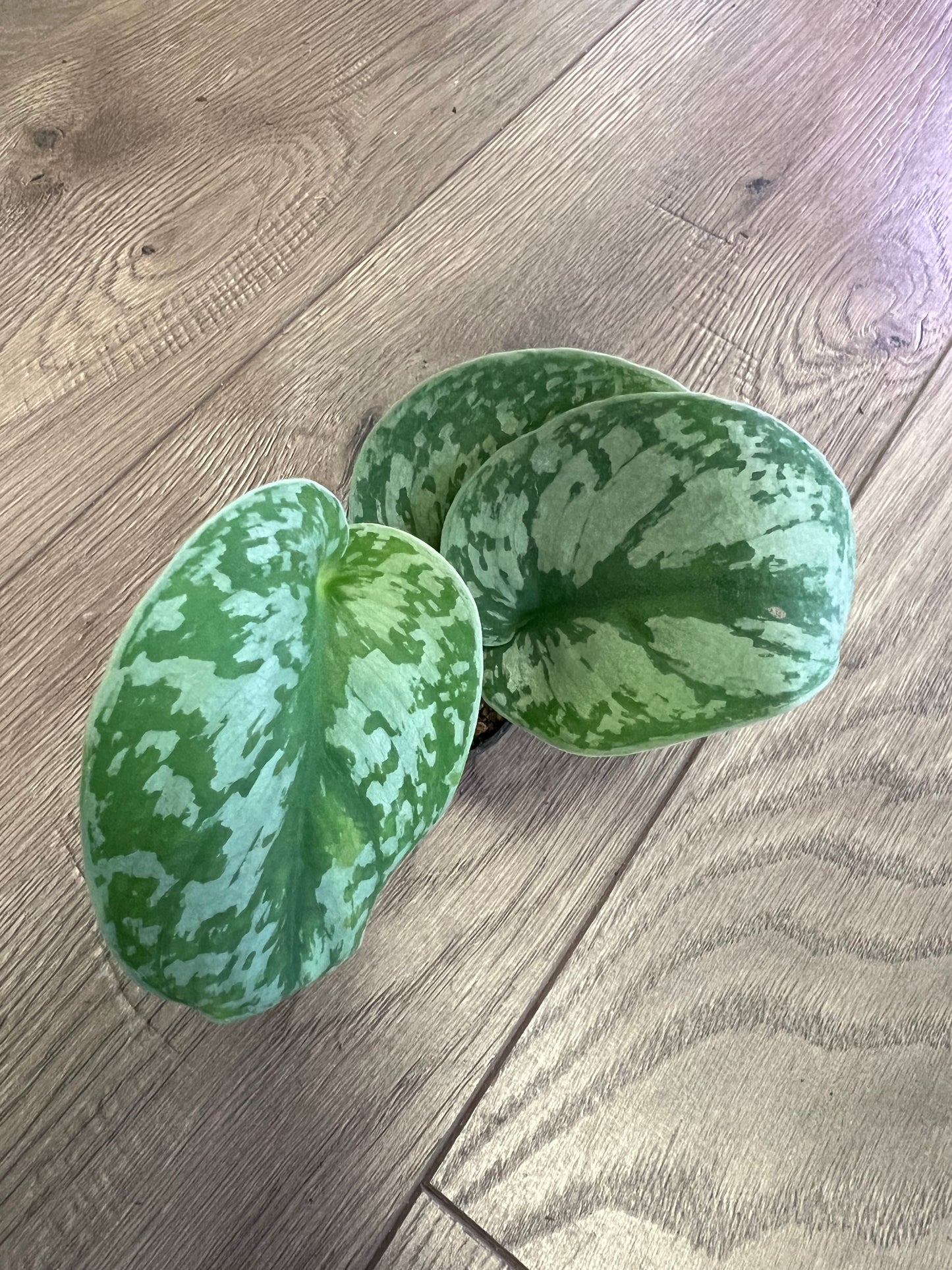 Scindapsus 'Exotica'