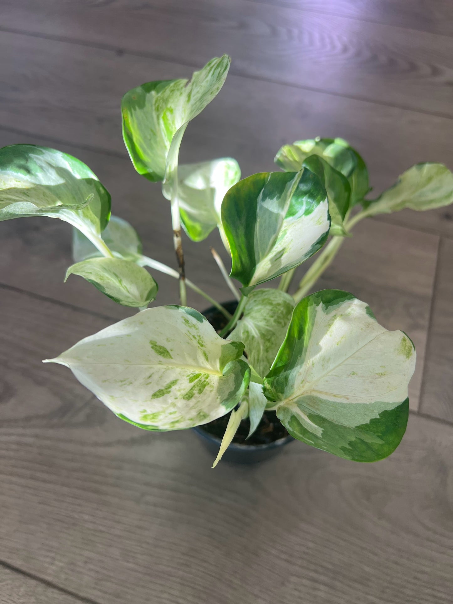 Epipremnum 'Manjula Pothos'
