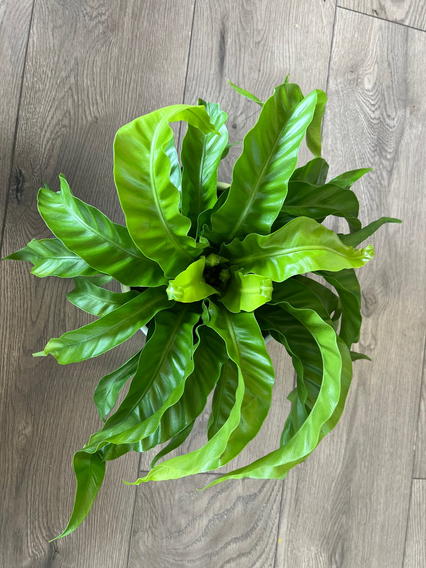 Asplenium antique 'Hurricane Birds nest fern'
