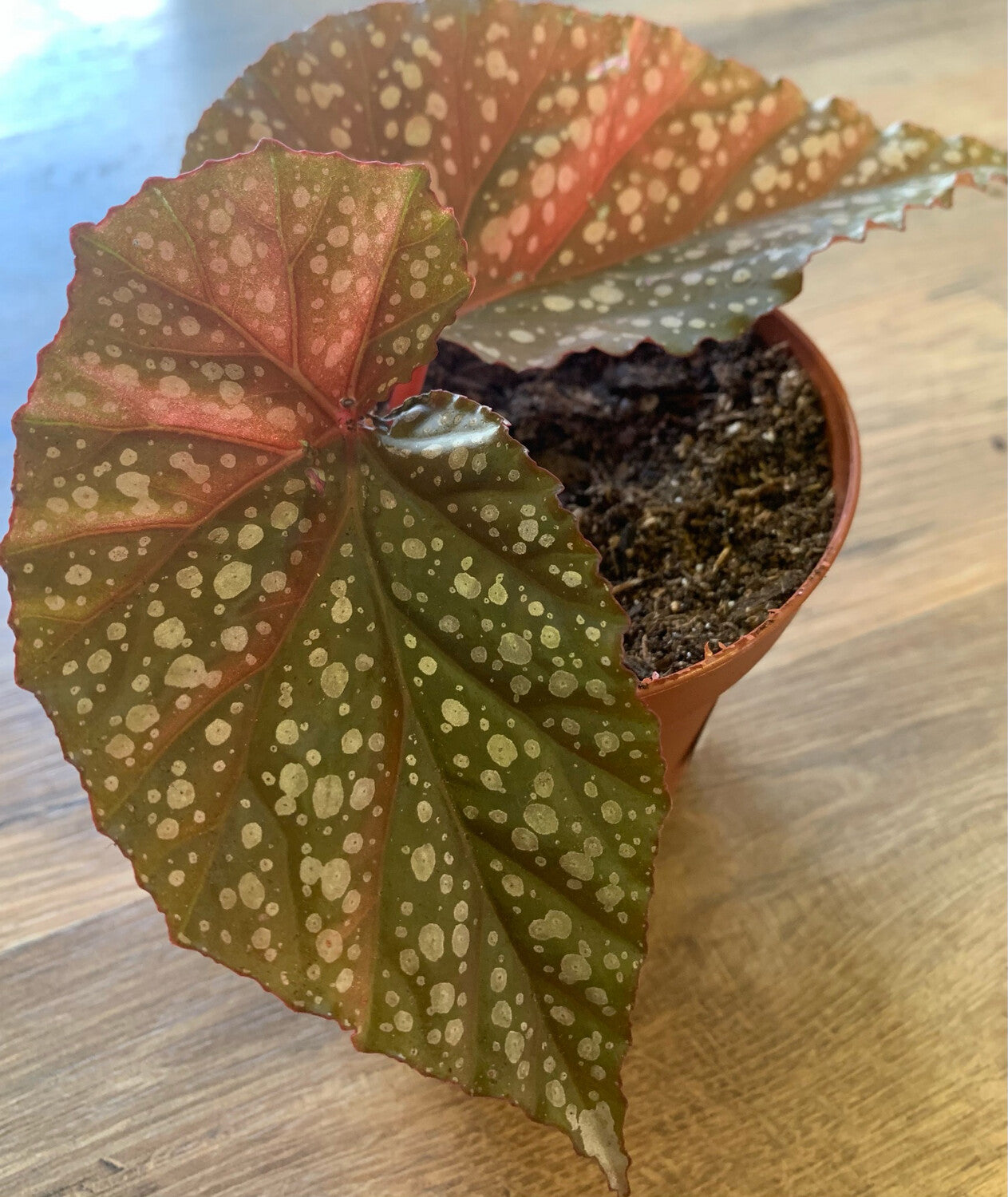 Angel wing Begonia 'Lucerna'
